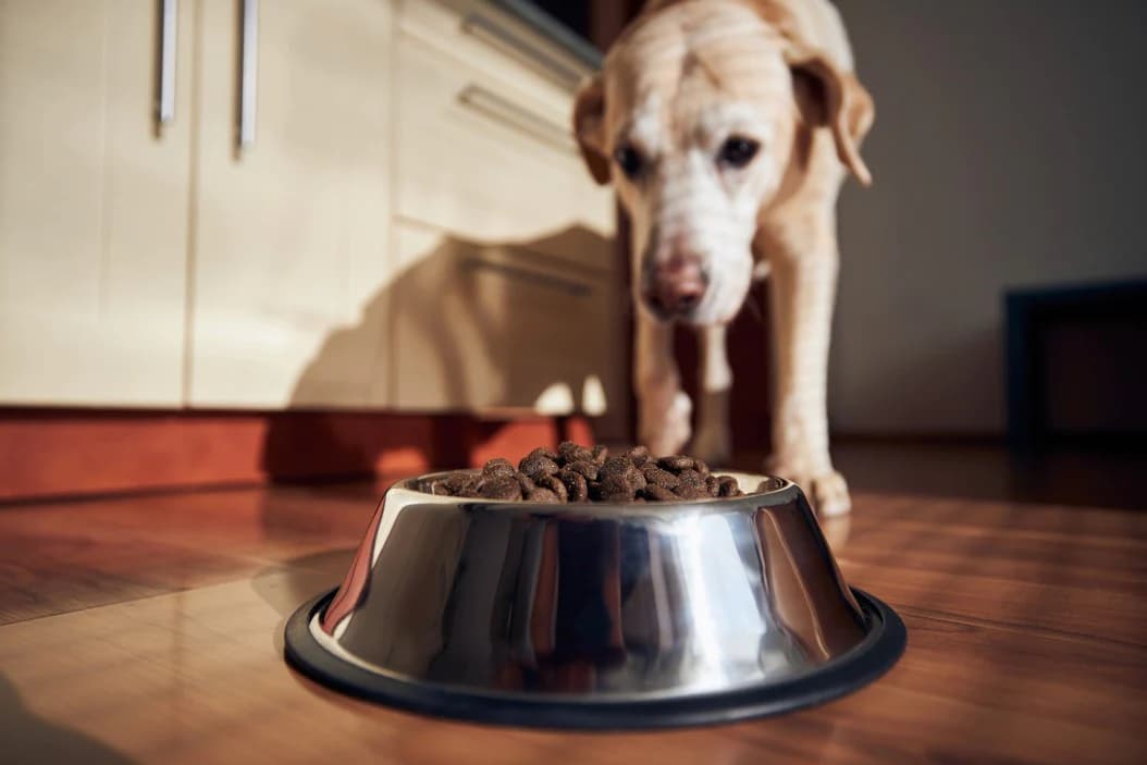 Dog not eating outlet food