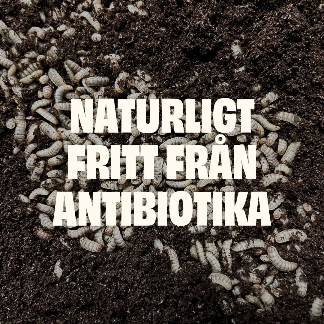 https://a.storyblok.com/f/236174/1080x1080/0fdfd7b3a3/naturligt-fritt-fran-antibiotika.webp