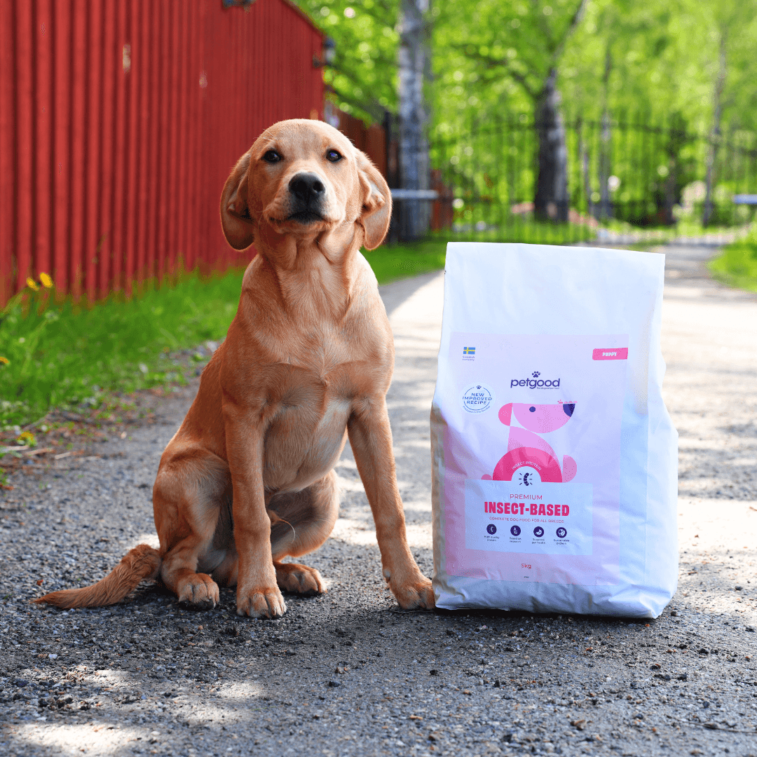 https://a.storyblok.com/f/236174/1080x1080/11c13f3994/labrador-puppy.png