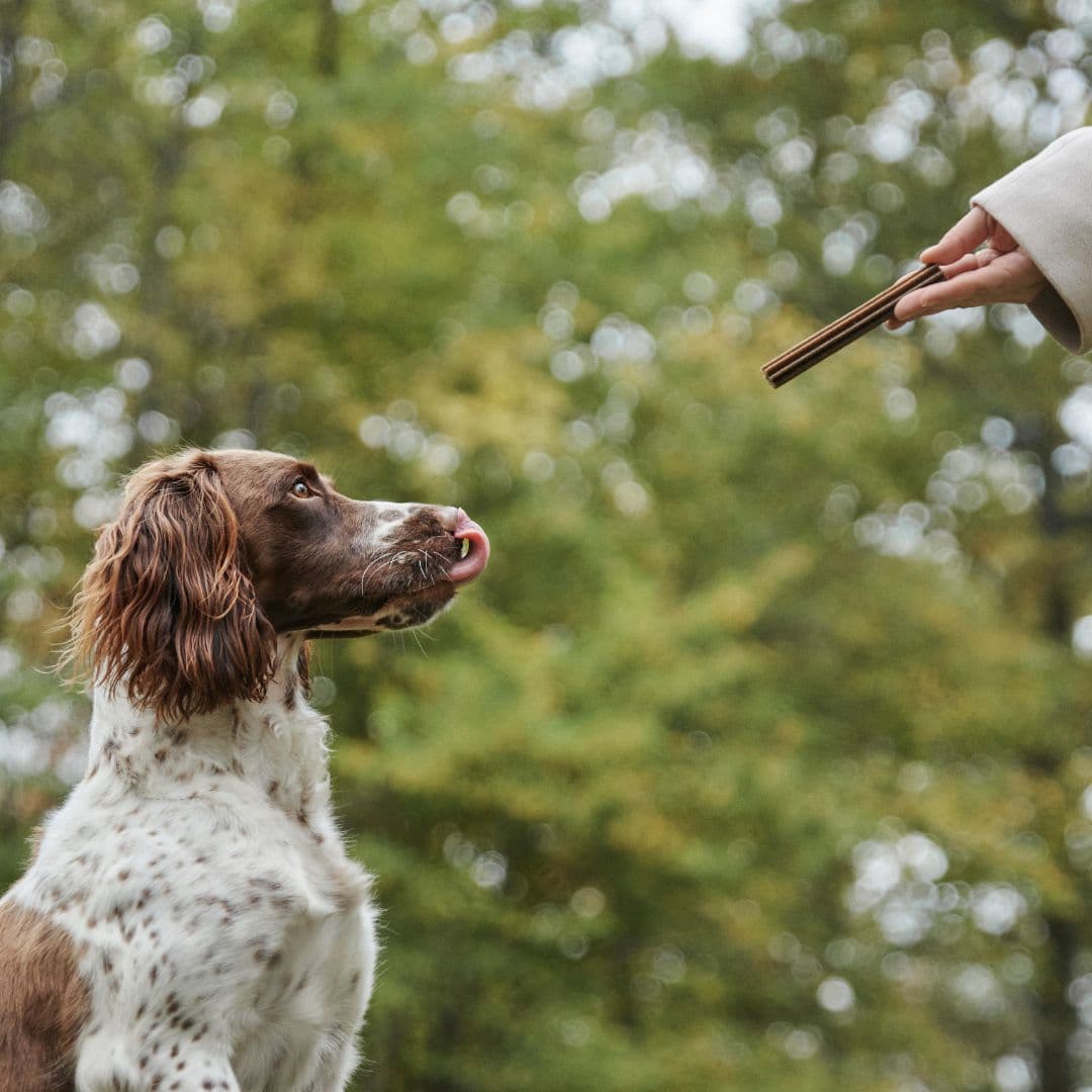 Dental sticks with insect protein - dog waiting for his treat