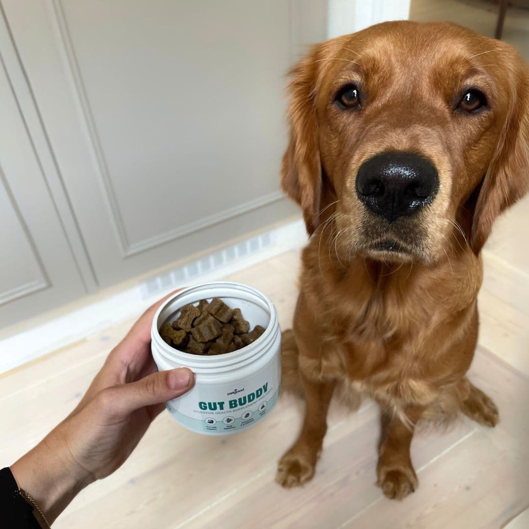 https://a.storyblok.com/f/236174/1080x1080/49ecf3865c/leia-gut-supplement-dog.jpg