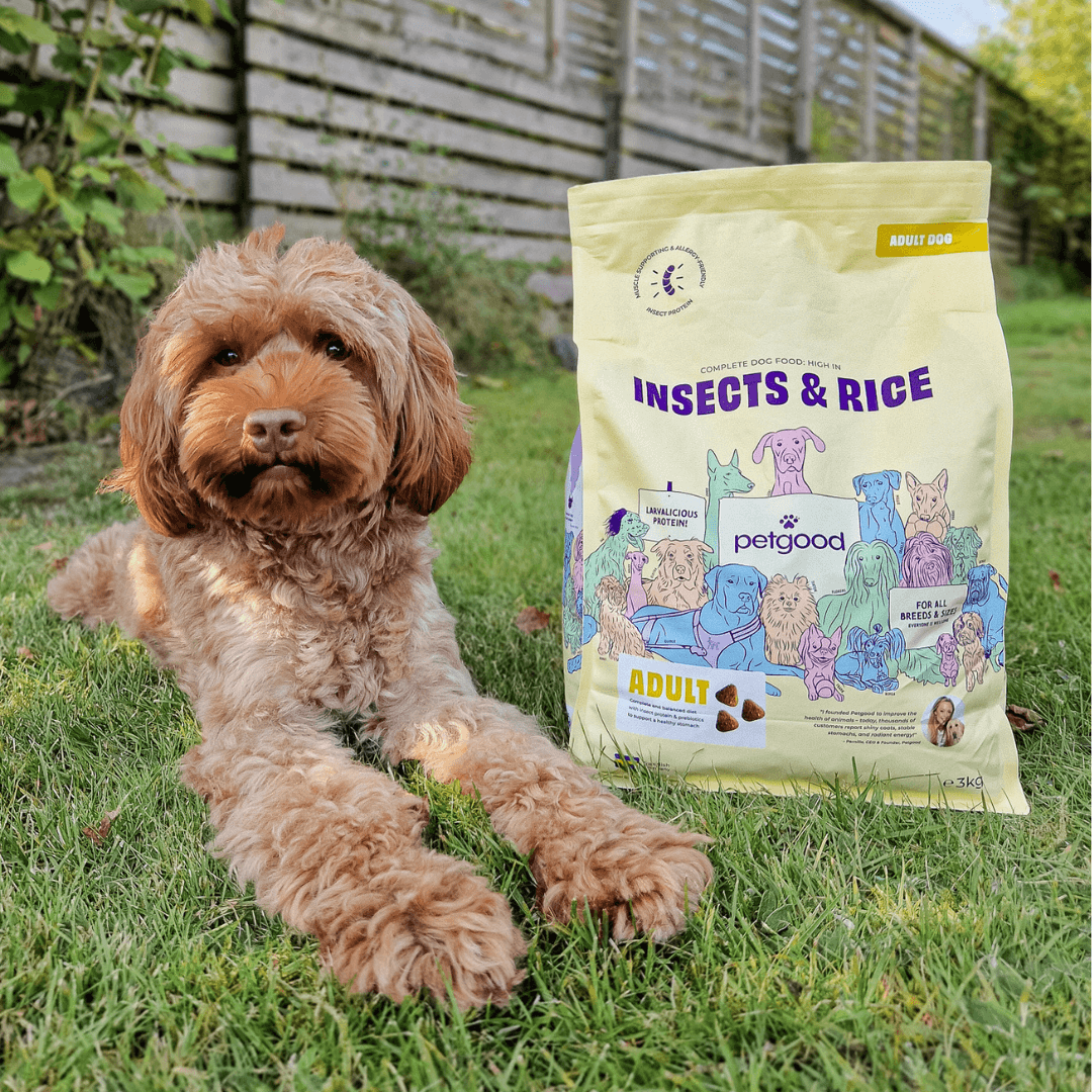https://a.storyblok.com/f/236174/1080x1080/78010ce14a/juno-dog-labradoodle-insects-rice.png