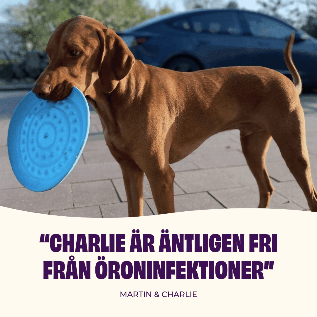 https://a.storyblok.com/f/236174/1080x1080/9768793760/charlie-vizla-frisbee-sv.png