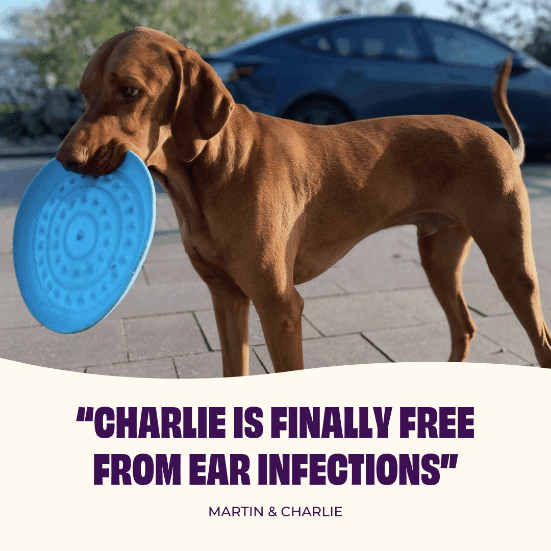 https://a.storyblok.com/f/236174/1080x1080/9d6198d5c0/charlie-vizla-frisbee-eng.png