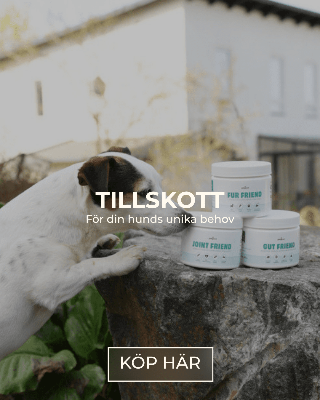 https://a.storyblok.com/f/236174/1080x1350/0c09ab9aa0/tillskott-webb.png