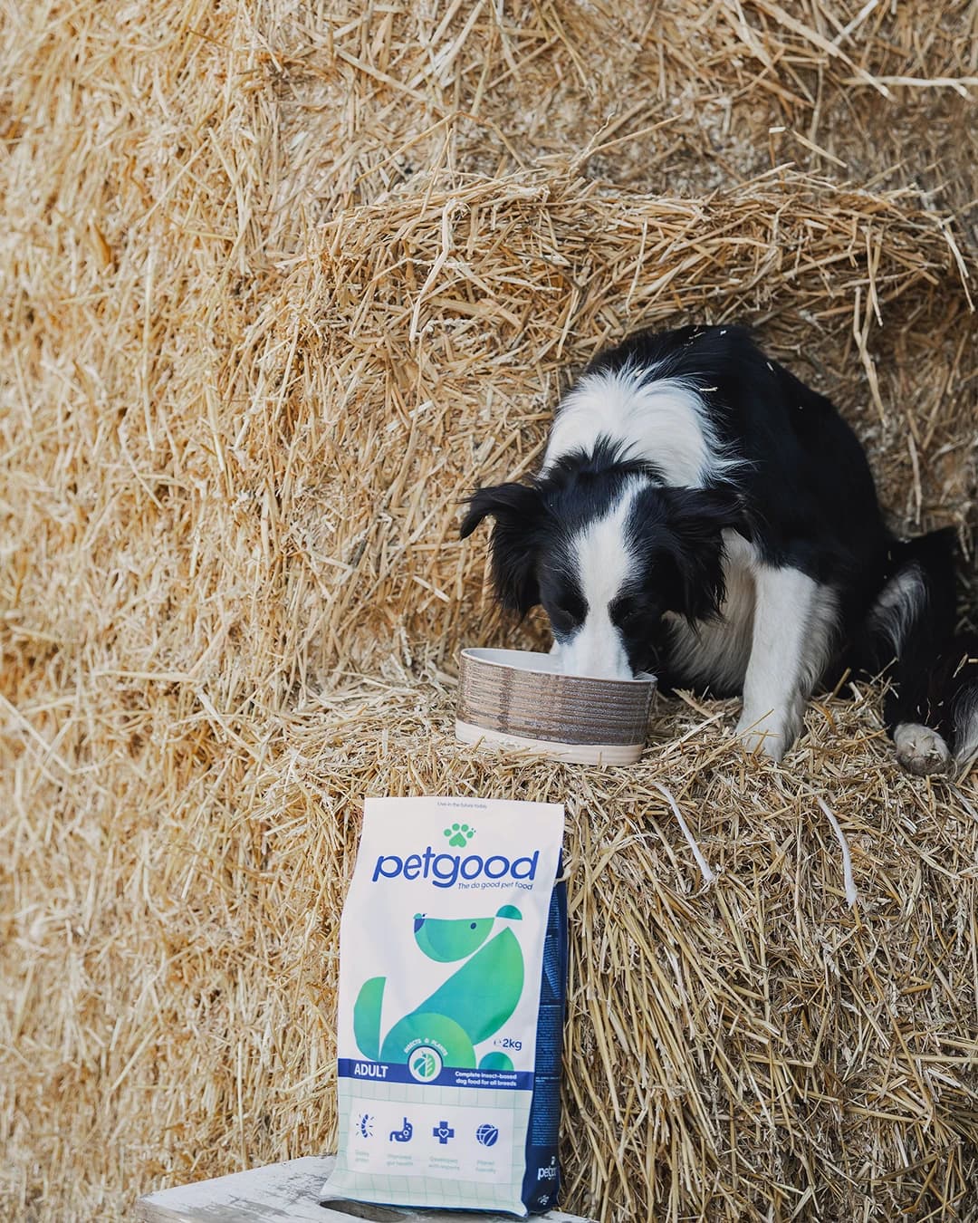 Ambassador Lina Dolk's dog eating Petgood