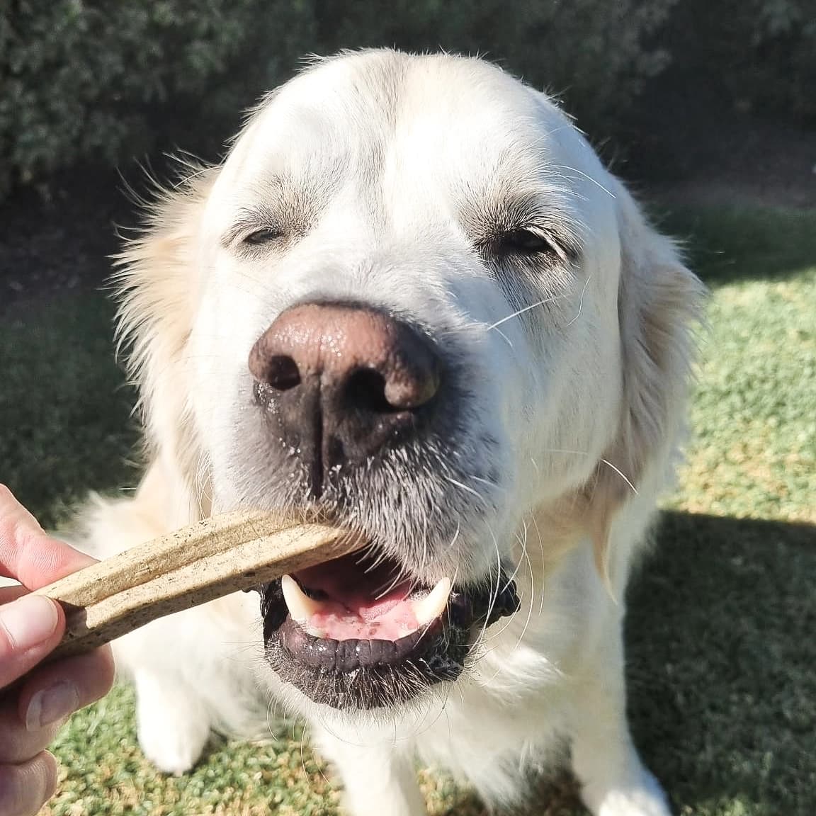 https://a.storyblok.com/f/236174/1152x1152/d29f03c12f/dog-with-insect-based-dentalstick-02-1-1.webp