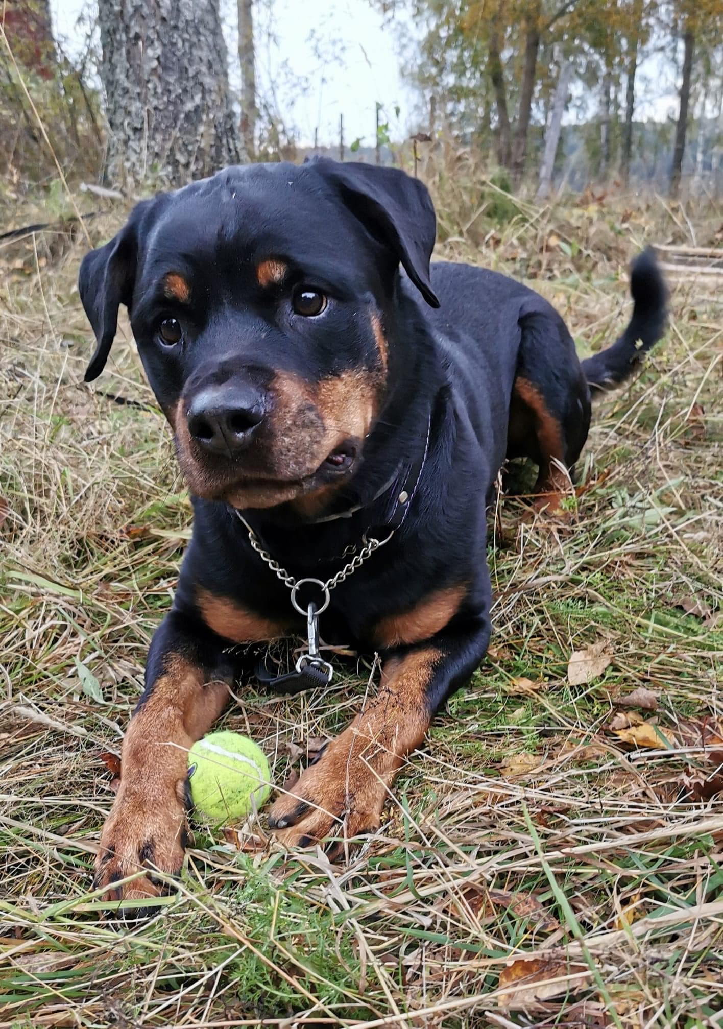 https://a.storyblok.com/f/236174/1416x2015/56bef04fb1/bjorkelunds-rottweiler-2.webp