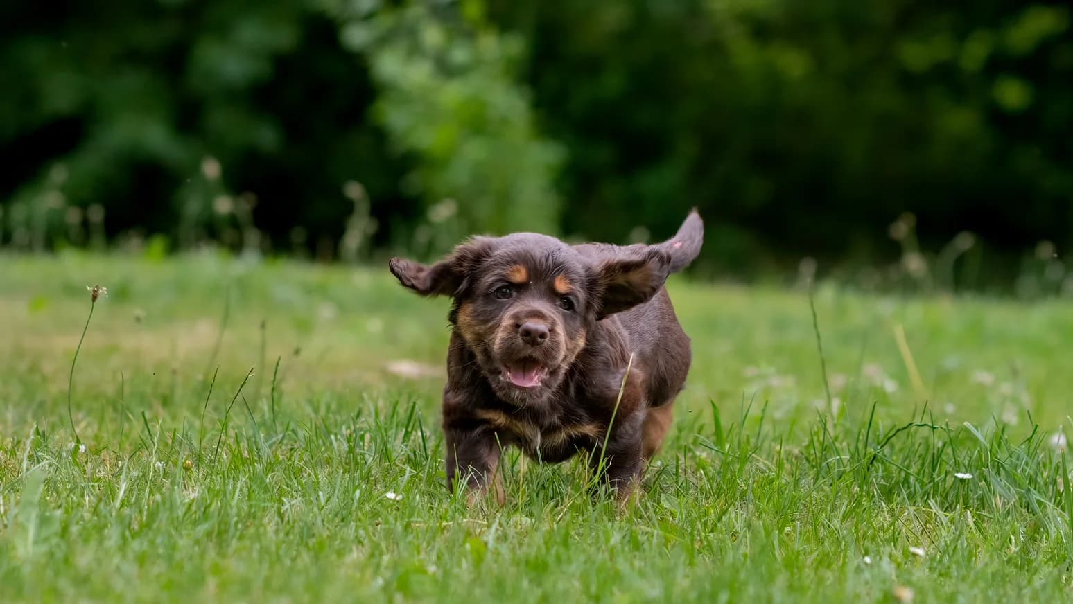 https://a.storyblok.com/f/236174/1548x872/6653f23bea/breeder-wisborgens-3.webp