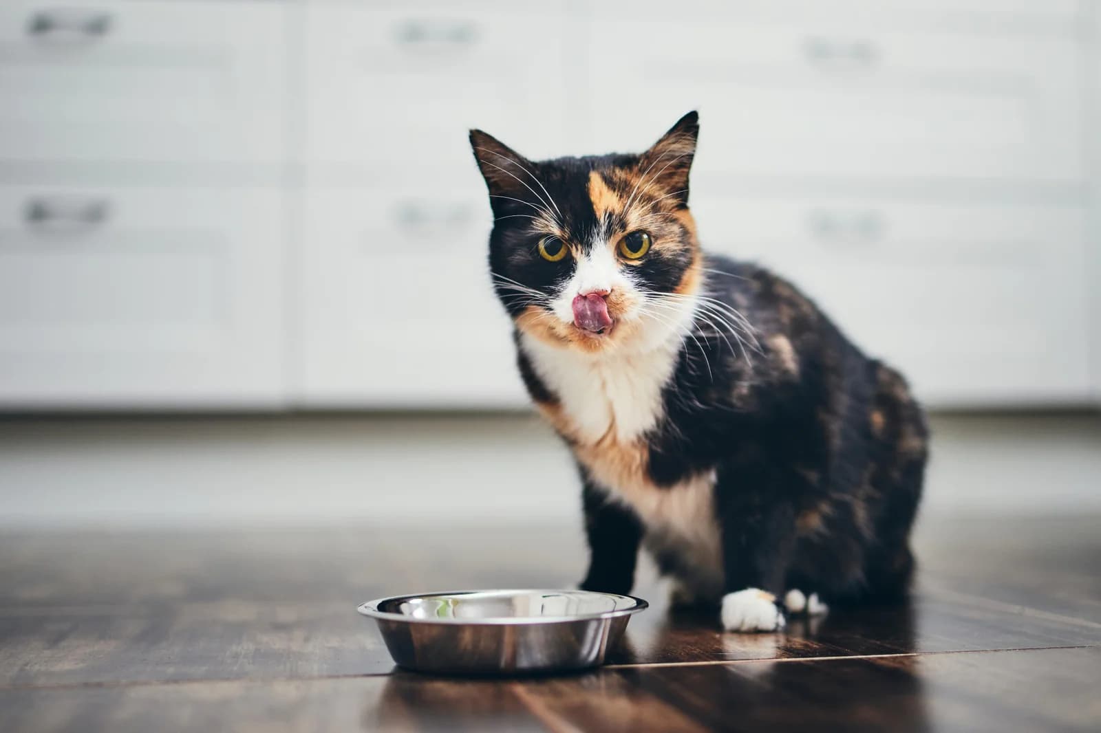 Cat food for sensitive stomachs