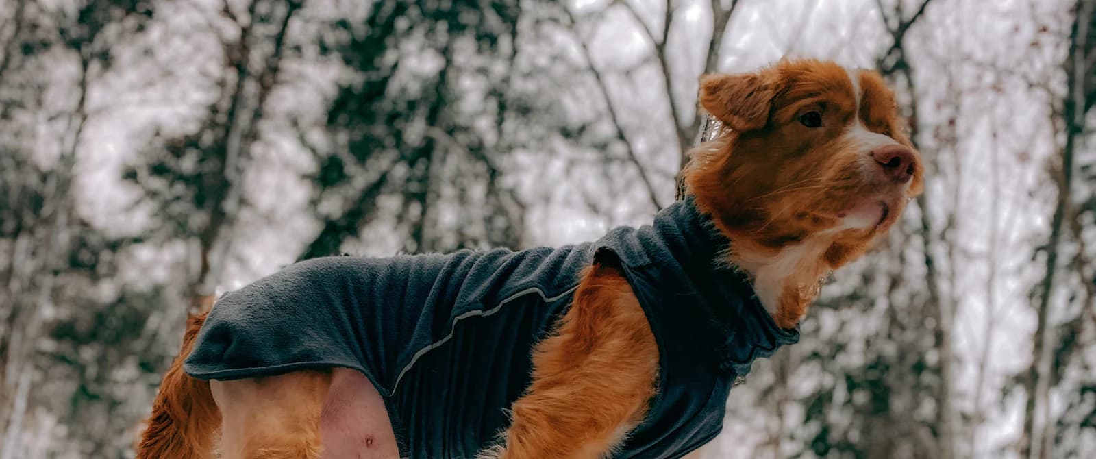 https://a.storyblok.com/f/236174/1600x670/70fada23db/ambassador-simba.webp