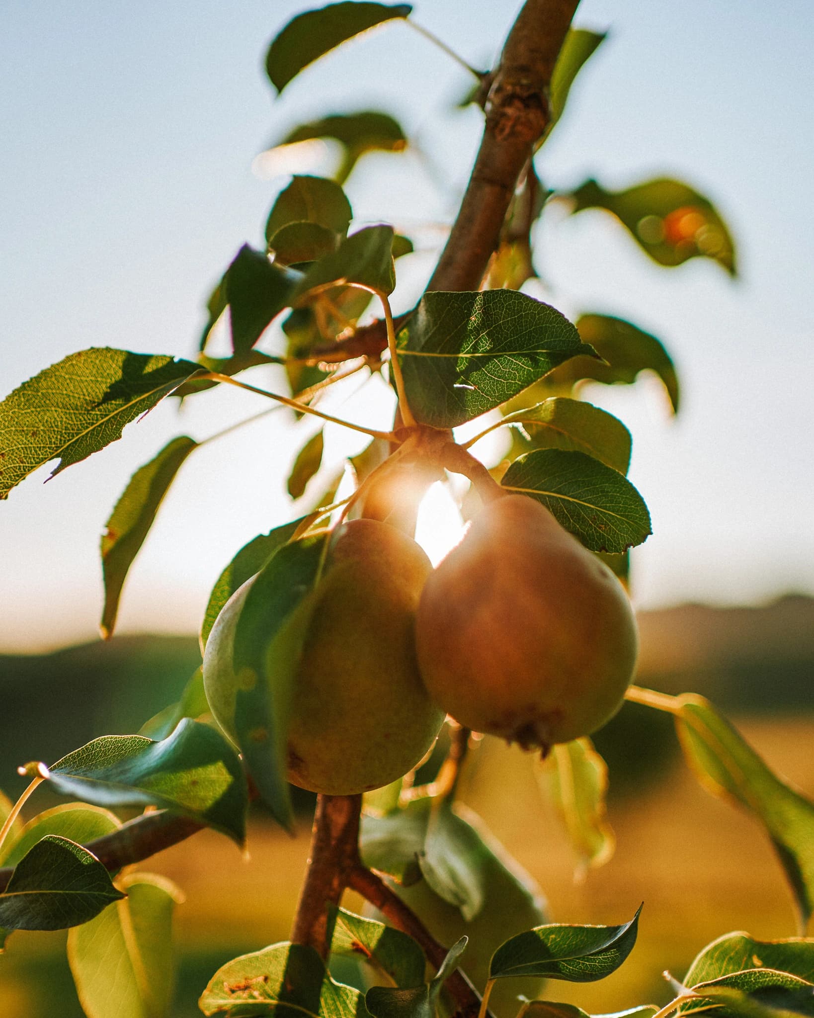 https://a.storyblok.com/f/236174/1638x2048/31865a42fc/fruit-tree-4-5.webp