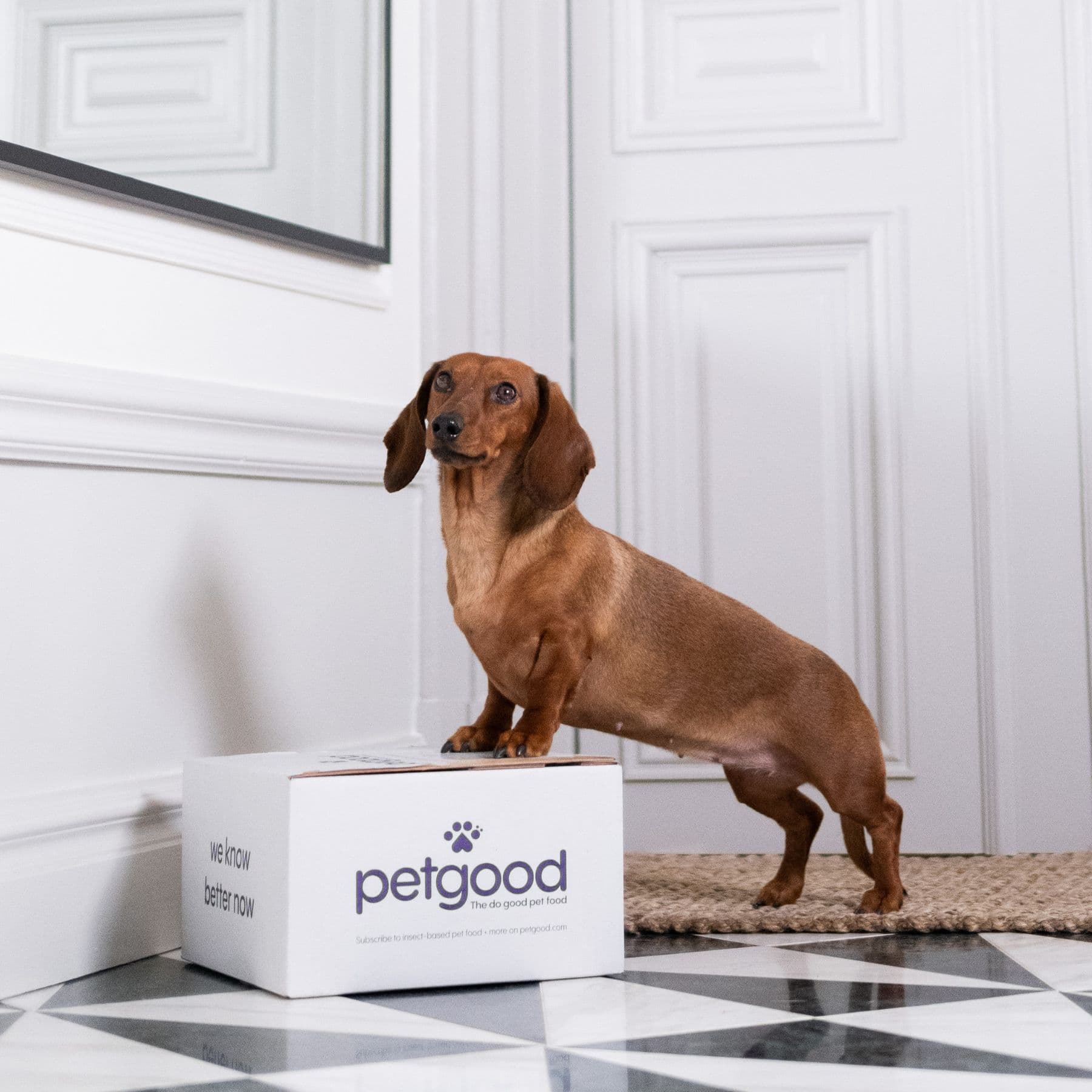 https://a.storyblok.com/f/236174/1800x1800/2ddd22e8e9/dog-light-dachshound-petgood.jpg