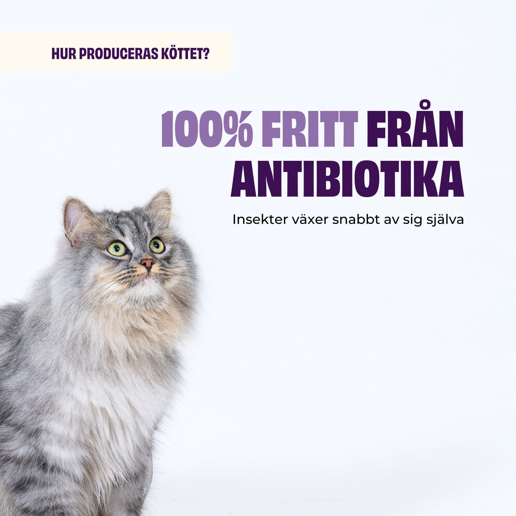 https://a.storyblok.com/f/236174/1800x1800/e320d3a1b1/fresh-cat-2-antibiotics.jpg