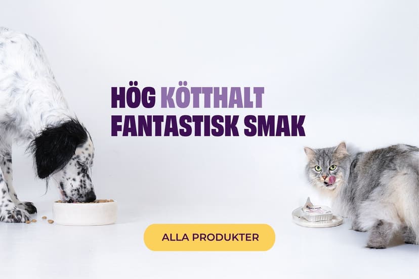 https://a.storyblok.com/f/236174/2100x1400/708dc2d125/cat-general-mobile.jpg