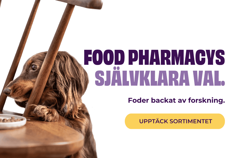 https://a.storyblok.com/f/236174/2100x1400/de20852259/fp-mobile-header-dog.png