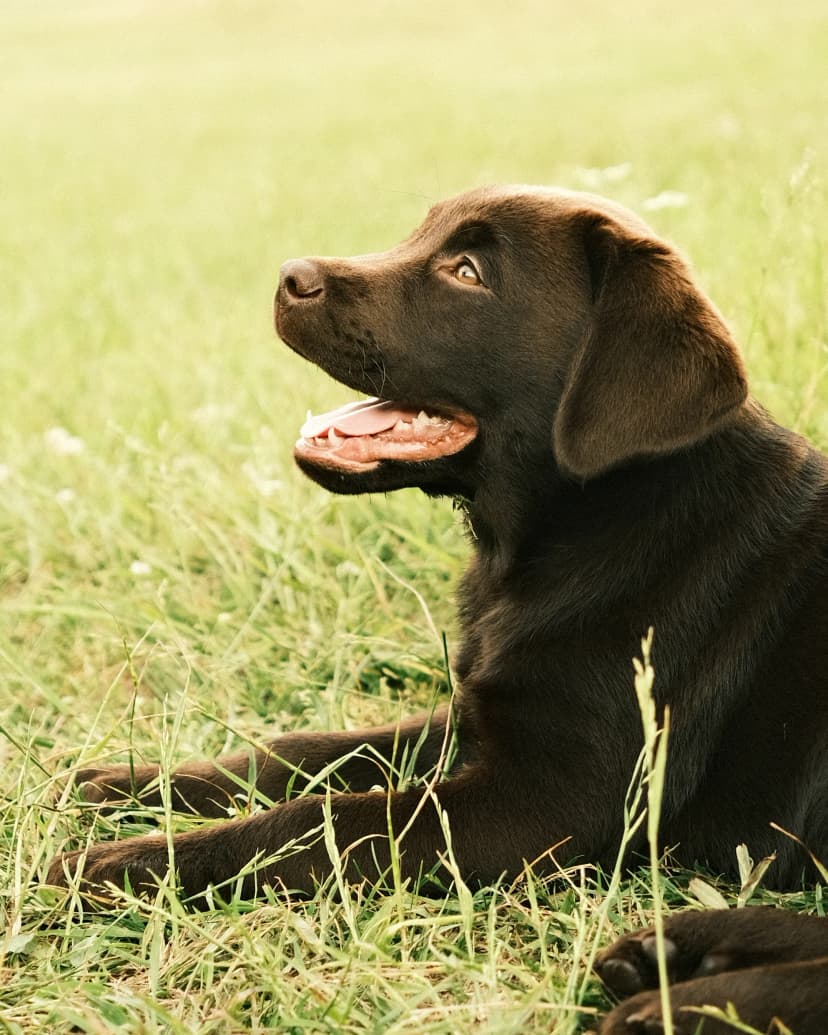 https://a.storyblok.com/f/236174/2154x2693/ef09bac126/puppy-food-insect-based-mobile.webp