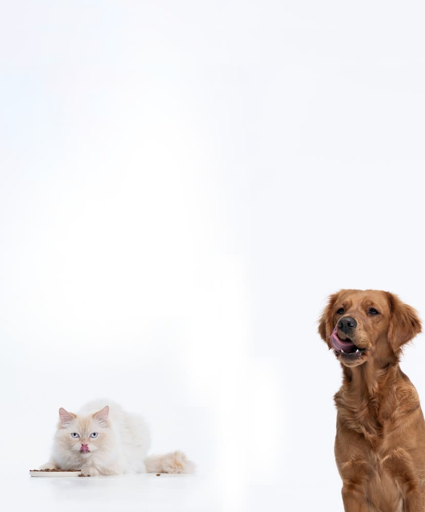 https://a.storyblok.com/f/236174/2161x2601/c92e55223f/banner-mobile-home-leia-white-cat.jpg