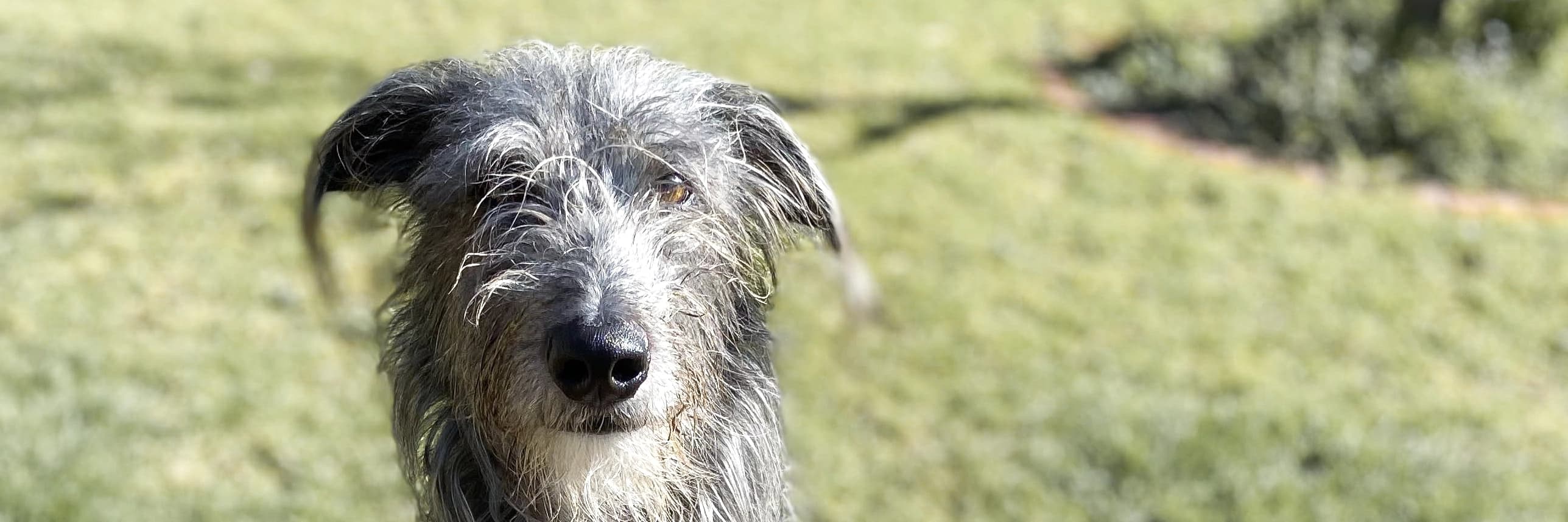 https://a.storyblok.com/f/236174/2575x858/5d08d6b4a4/dog-header.webp