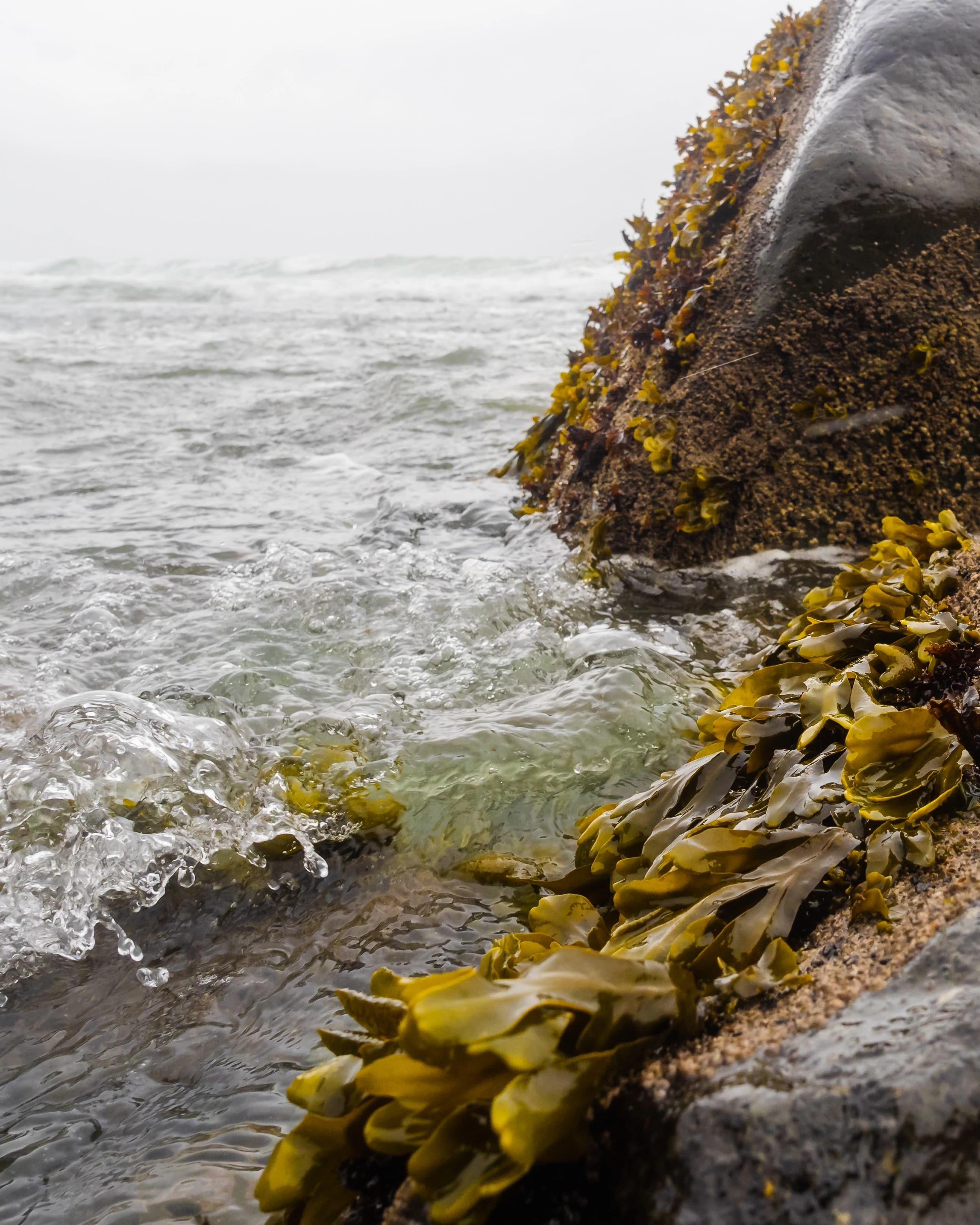 https://a.storyblok.com/f/236174/2585x3231/a286231dbe/tasmanian-kelp-4-5.webp