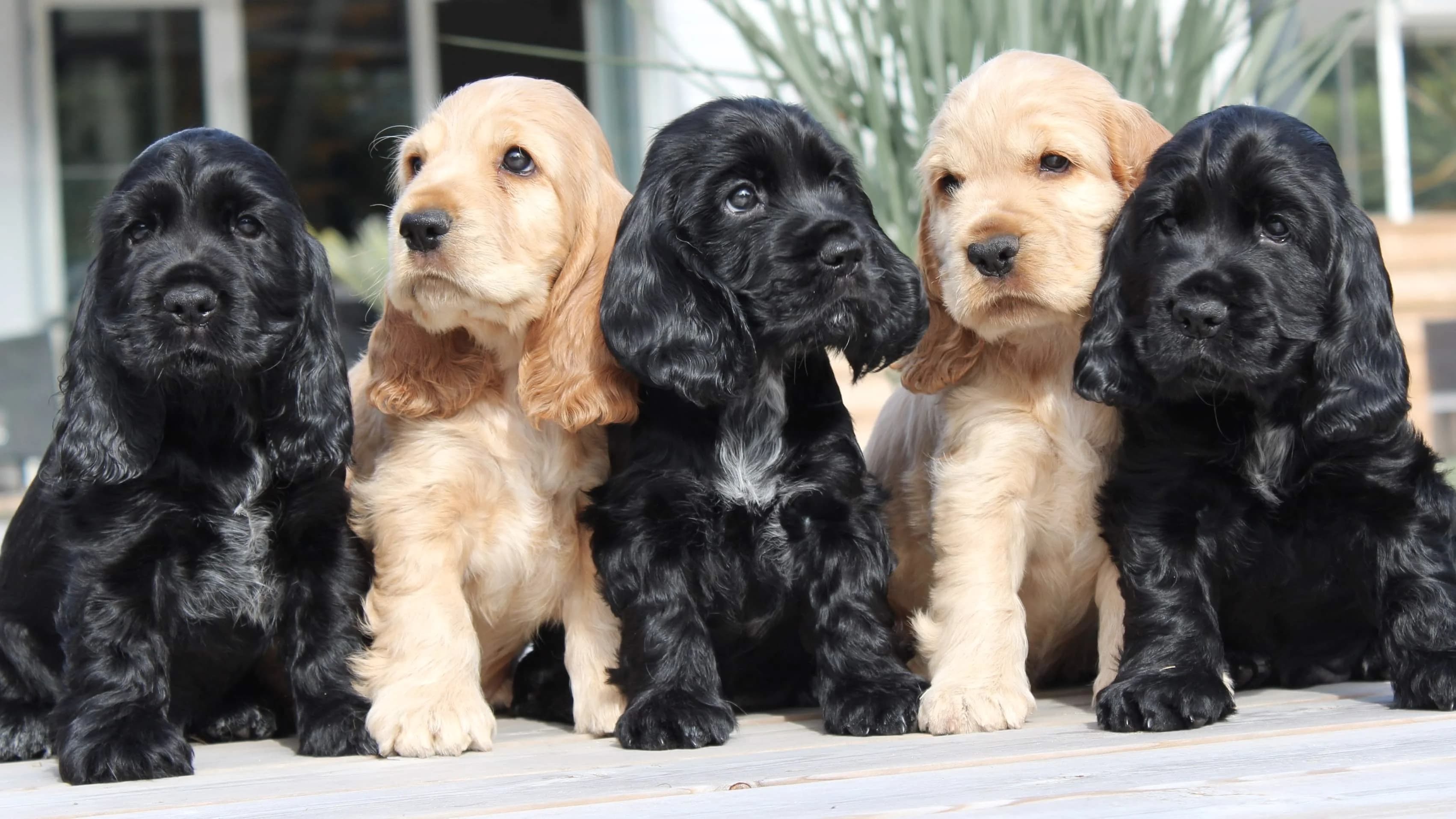 Breeder Choc Ice