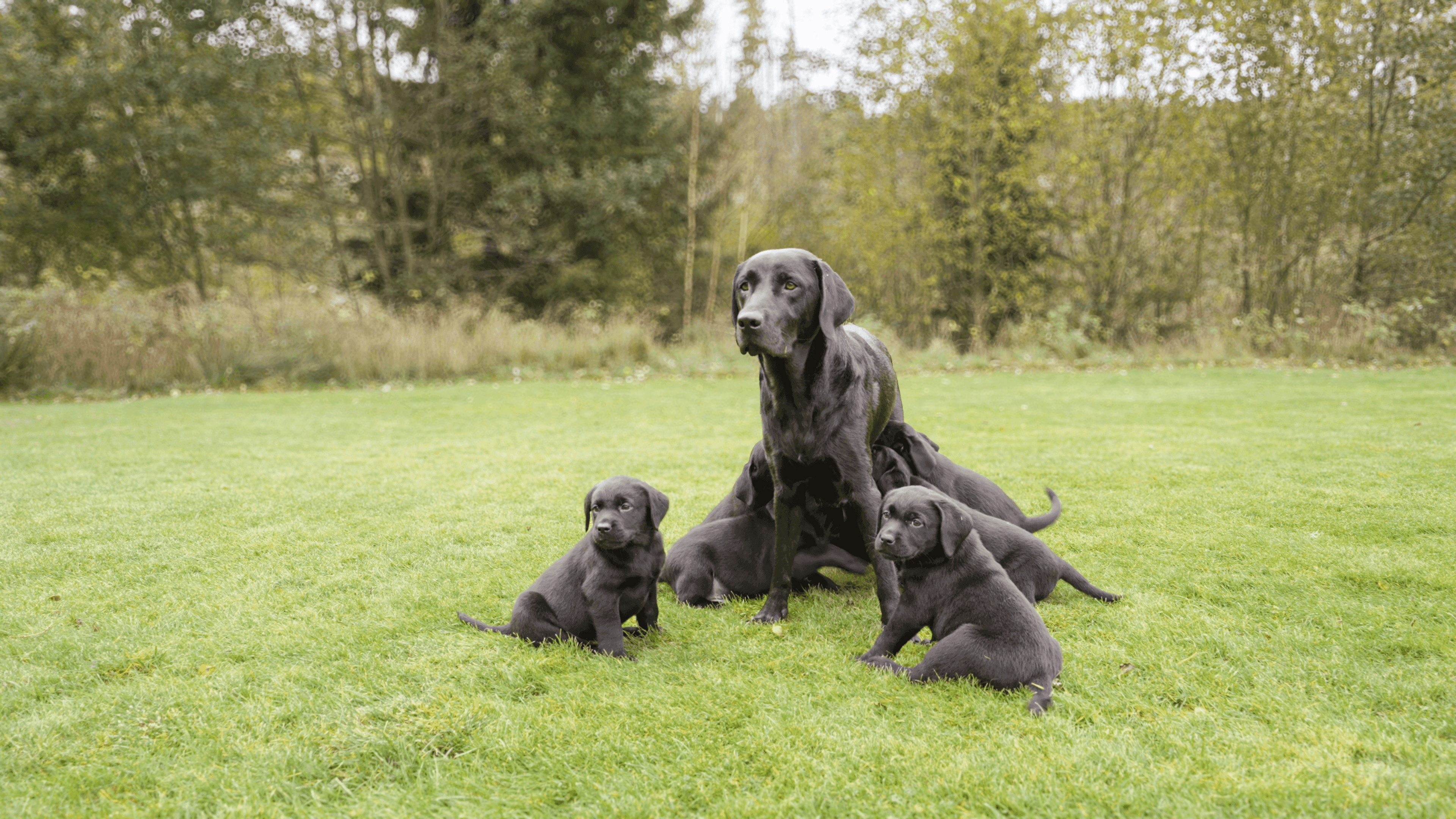 https://a.storyblok.com/f/236174/3840x2160/6b67b6a0ba/kustmarken-female-dog-with-puppies.webp