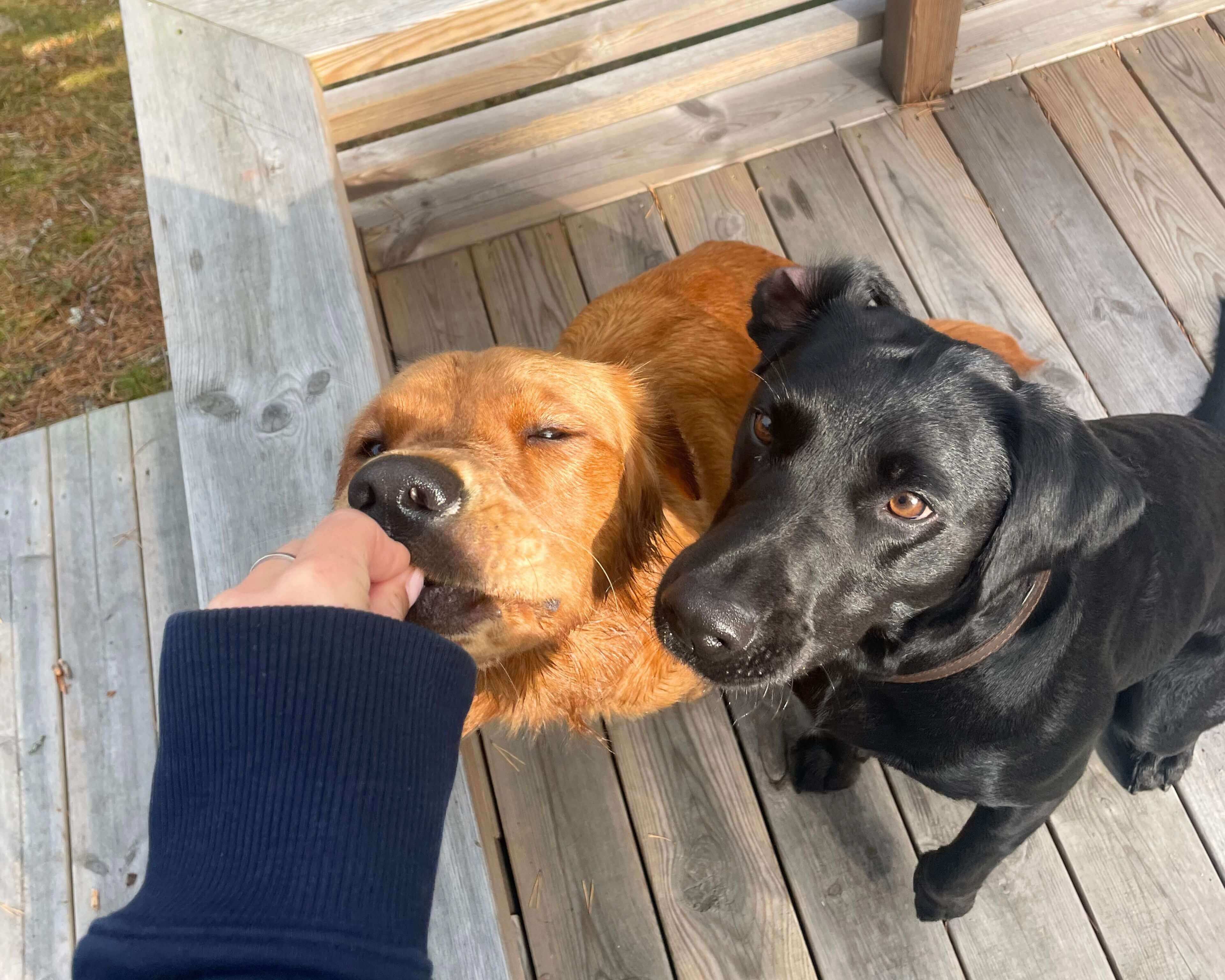 https://a.storyblok.com/f/236174/3840x3072/093d33ad7d/training-treats-lifestyle.jpg