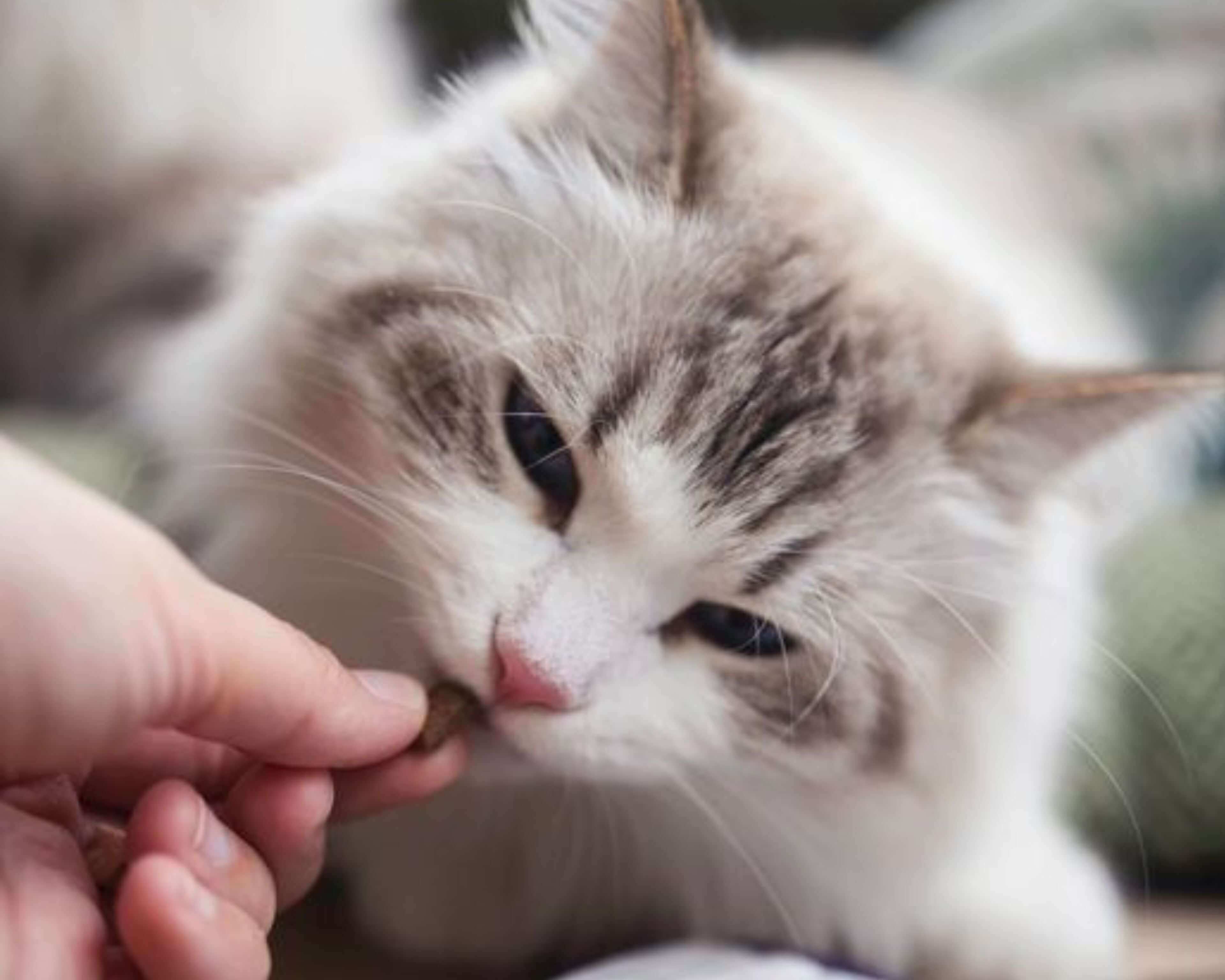 https://a.storyblok.com/f/236174/3840x3072/299a415d30/cat-treats-lifestyle.jpg