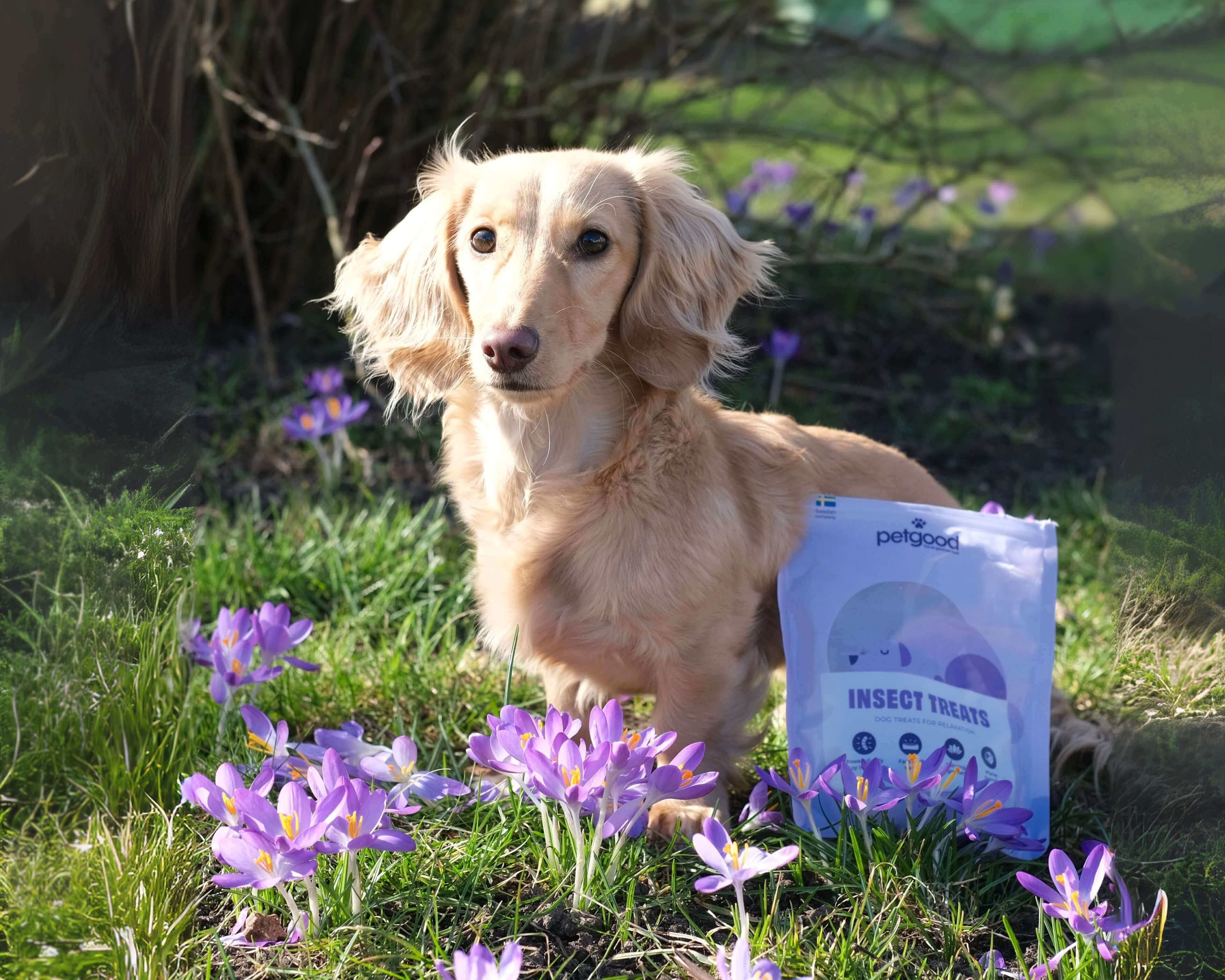 https://a.storyblok.com/f/236174/3840x3072/620674ef16/relax-treat-dog-lifestyle.jpg