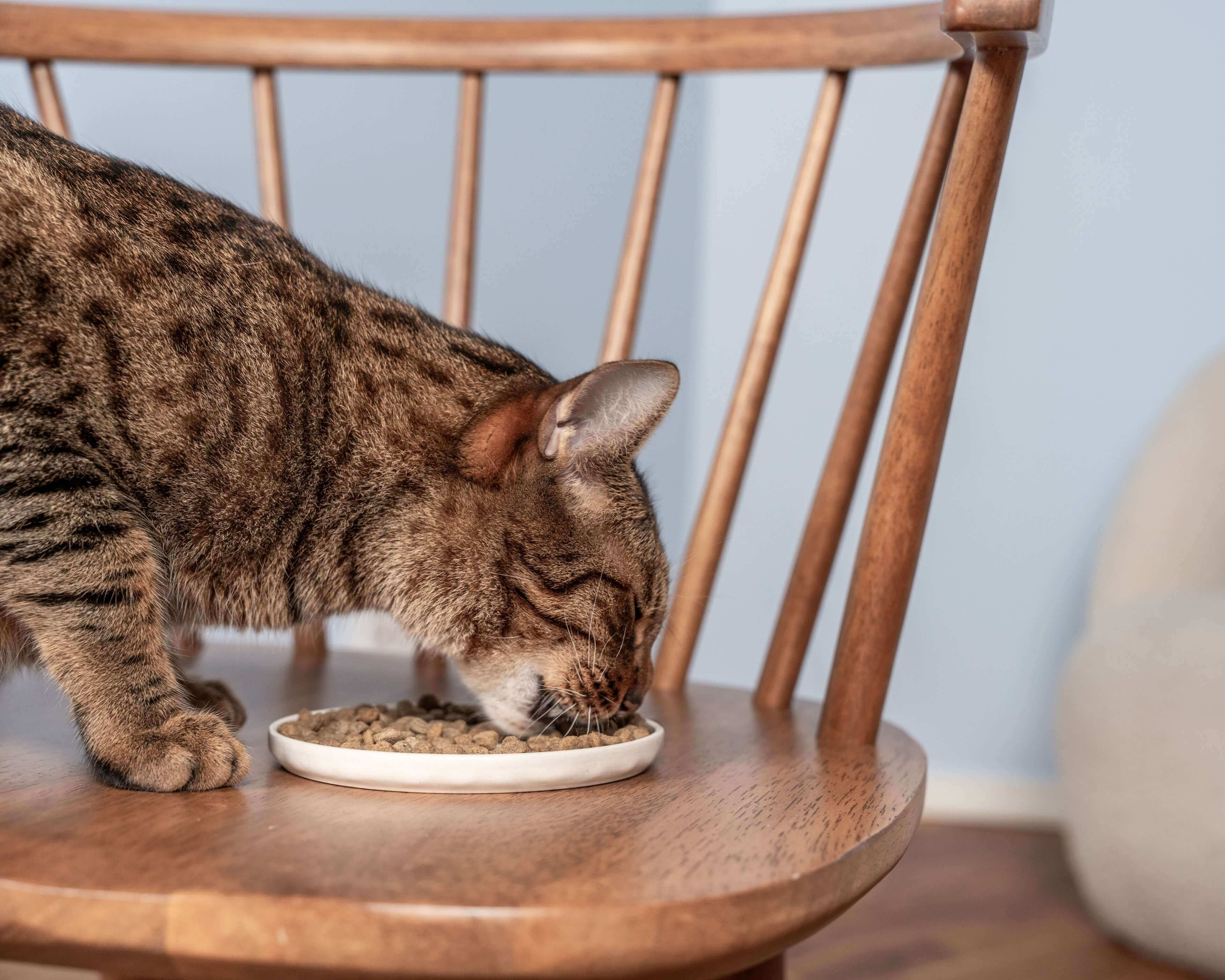 https://a.storyblok.com/f/236174/3840x3072/a69a6a893f/dry-food-cat-lifestyle.jpg