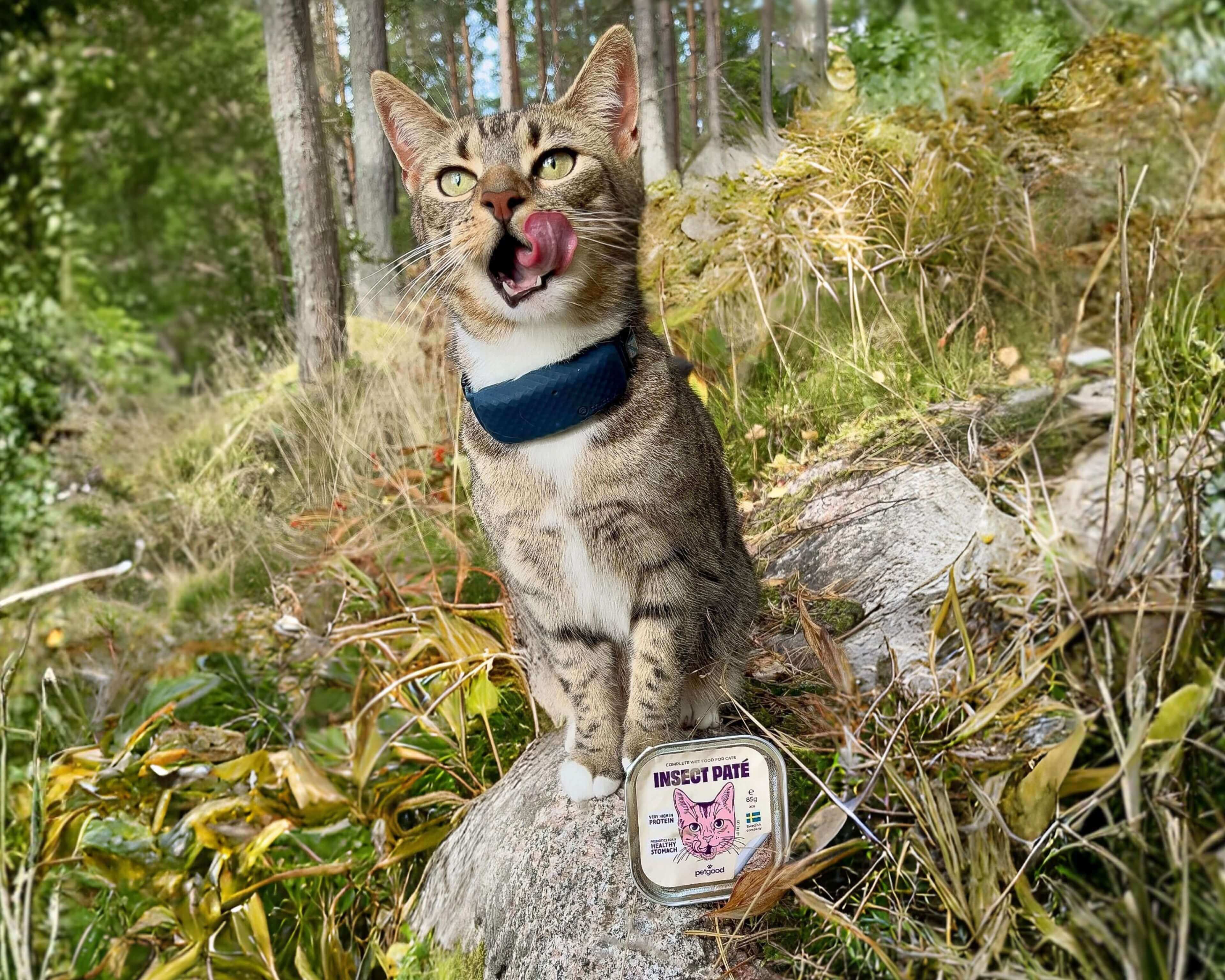 https://a.storyblok.com/f/236174/3840x3072/a8975236fa/wet-food-cat-lifestyle.jpg