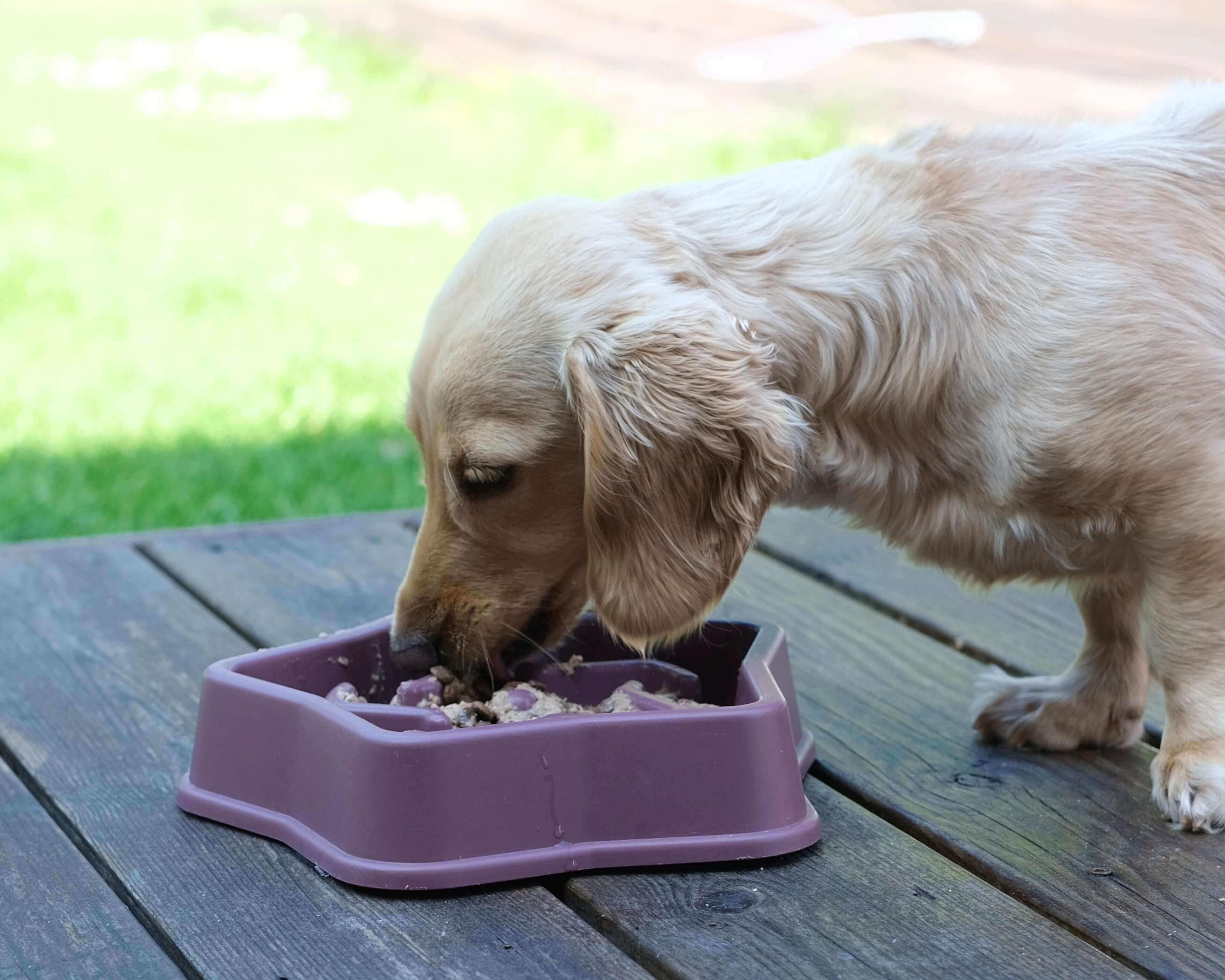 https://a.storyblok.com/f/236174/3840x3072/bbca6f82ac/wet-food-dog-lifestyle.jpg