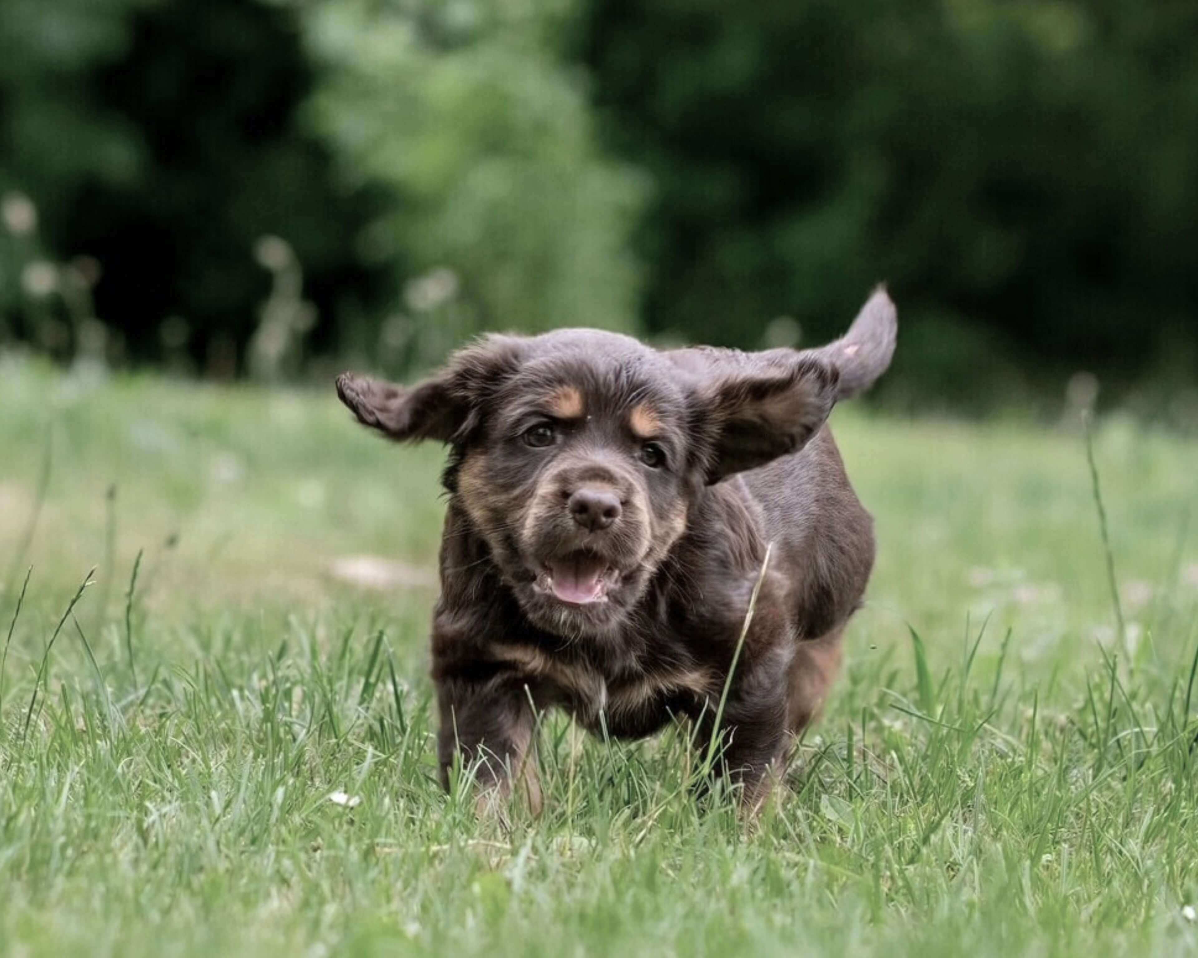 https://a.storyblok.com/f/236174/3840x3072/e6ad249cf8/puppy-food-lifestiyle.jpg
