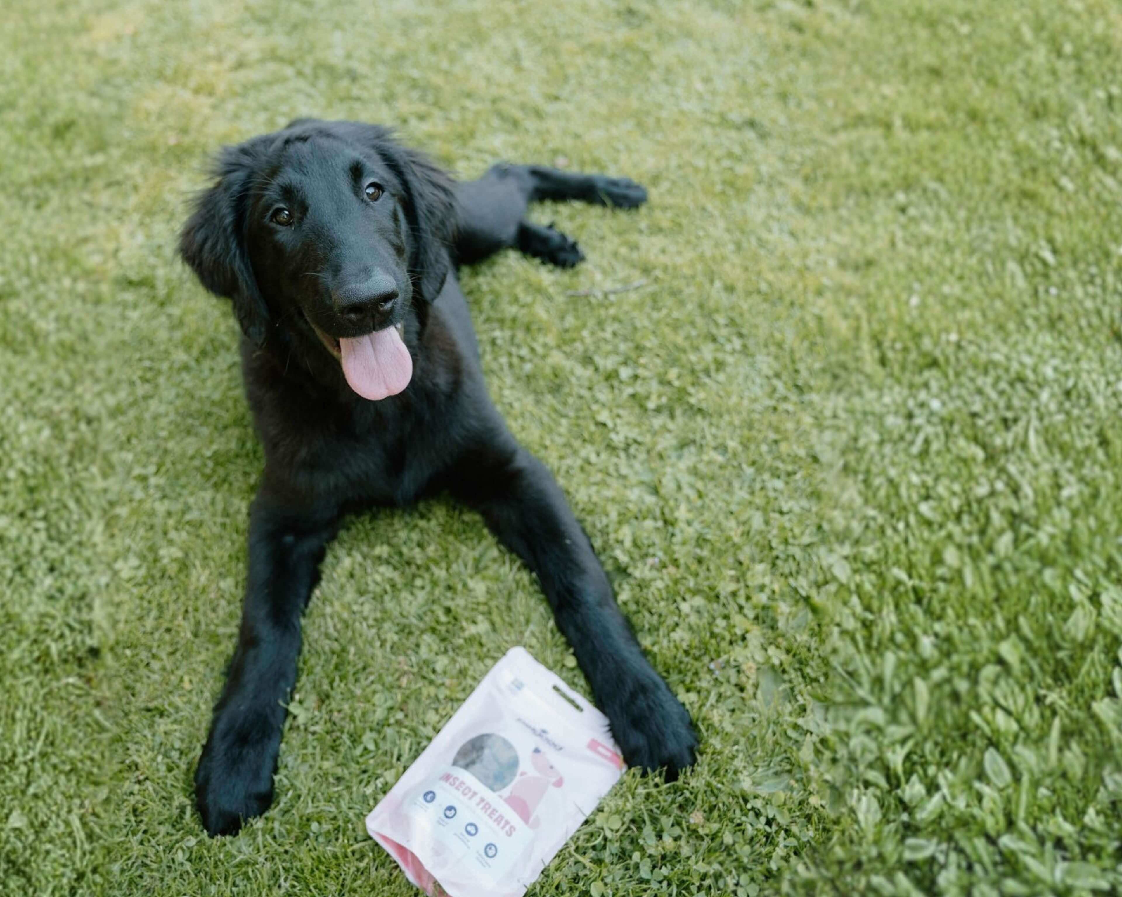 https://a.storyblok.com/f/236174/3840x3072/edd04f98e6/puppy-treat-dog-lifestyle.jpg