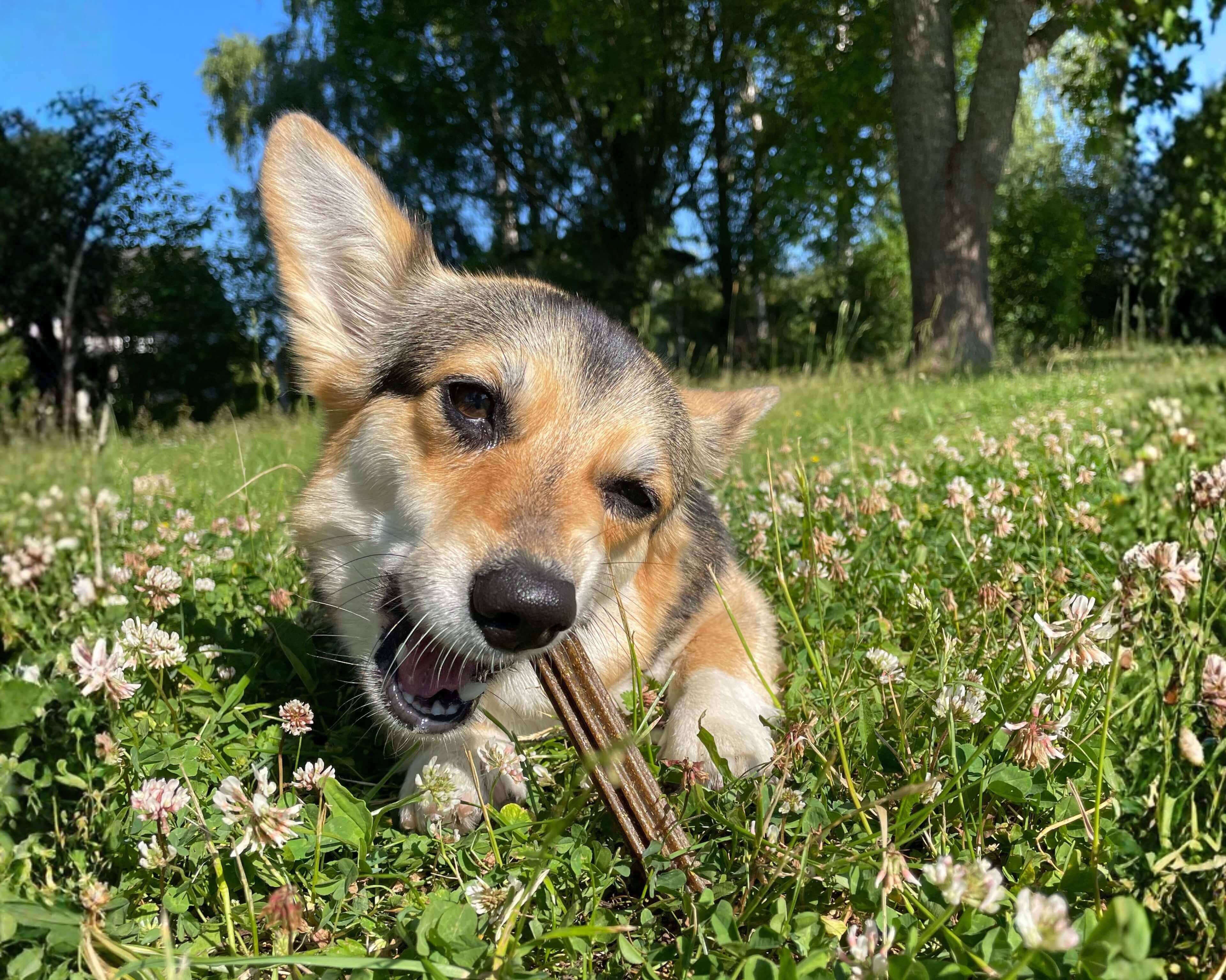 https://a.storyblok.com/f/236174/3840x3072/f1400e9378/dental-sticks-dog-lifestyle.jpg