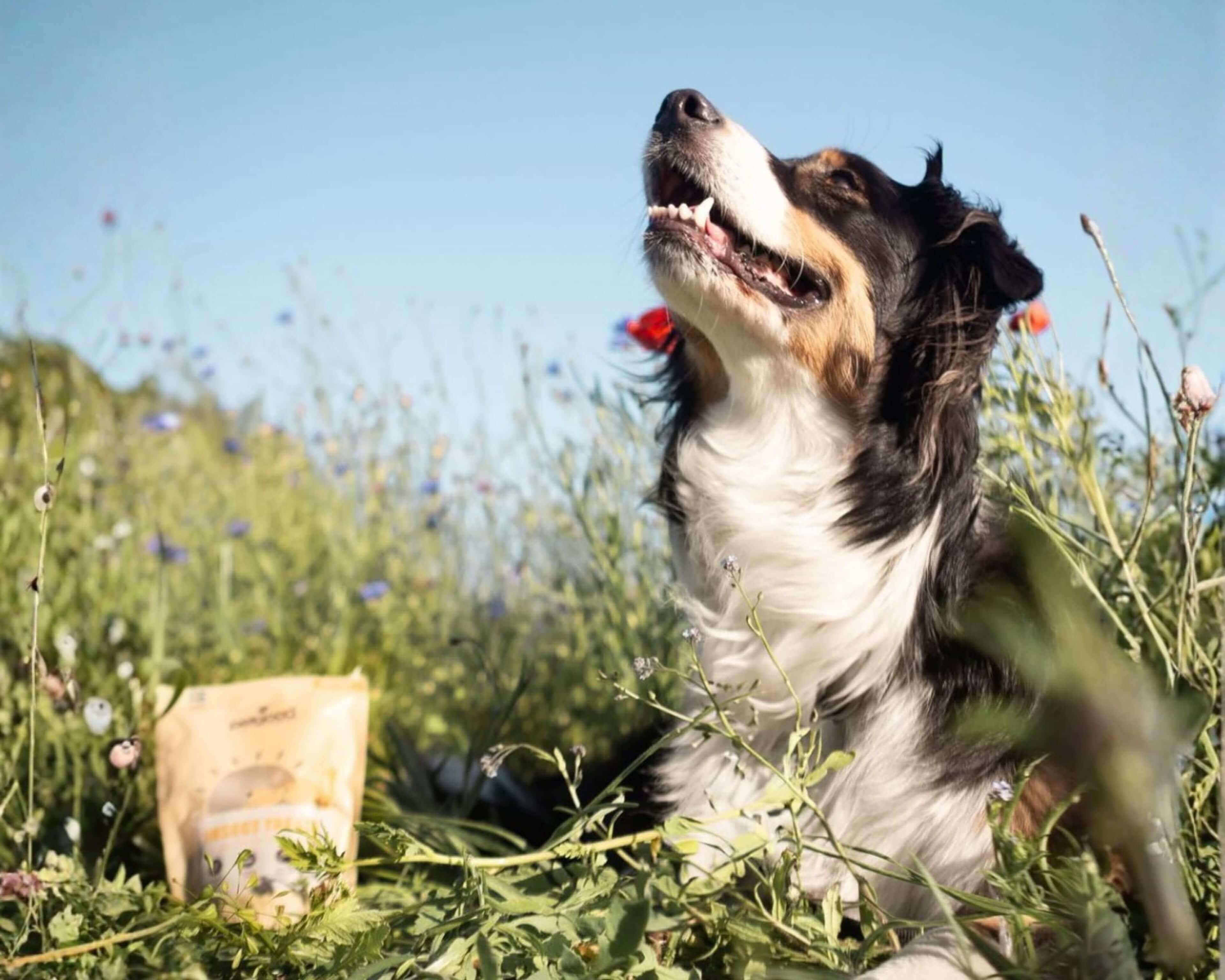 https://a.storyblok.com/f/236174/3840x3072/f859259e8e/shiny-coat-treats-dog-lifestyle.jpg