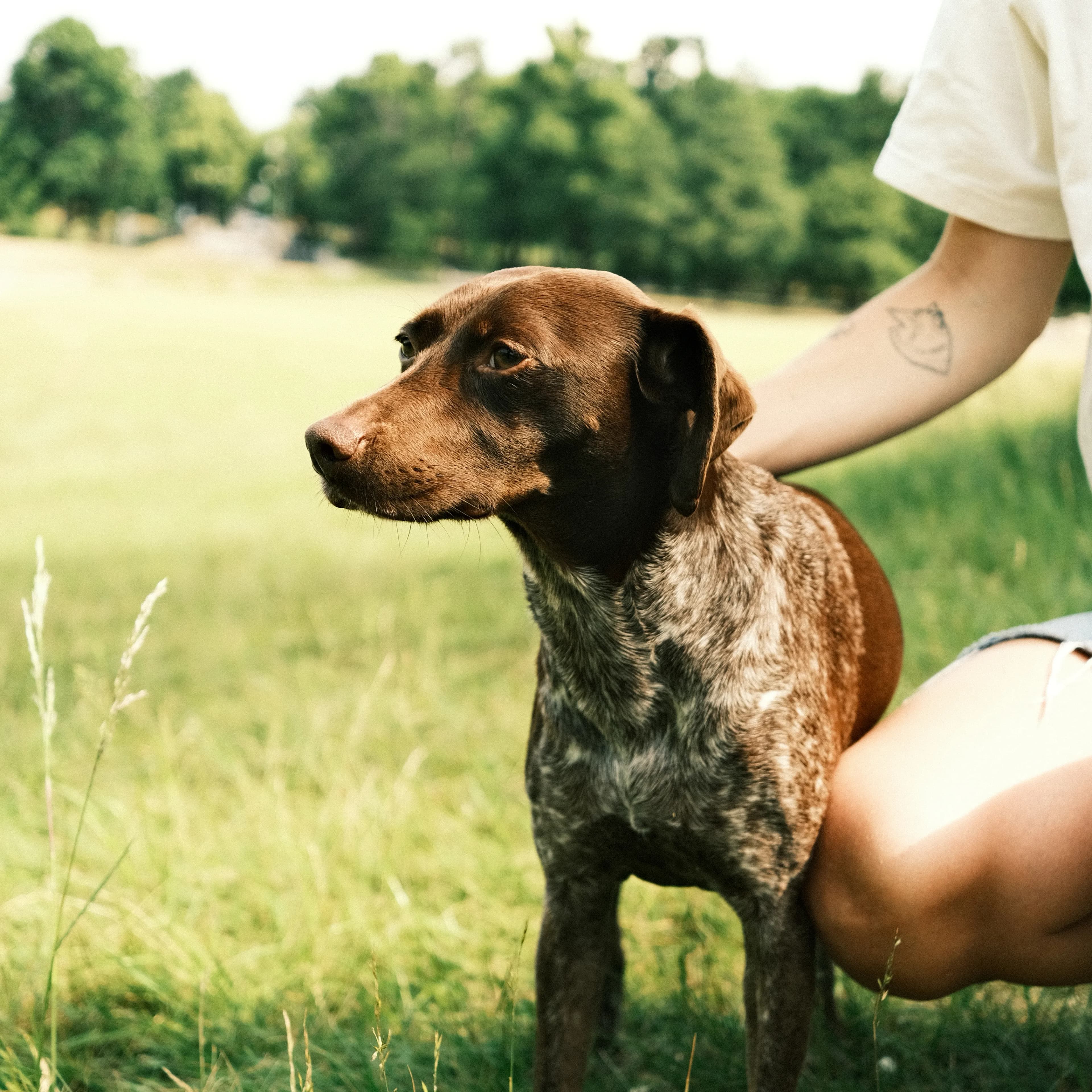 Dog with human