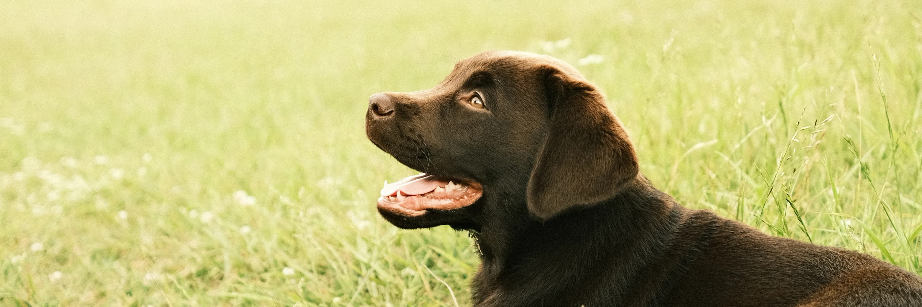 Insect-based puppy food
