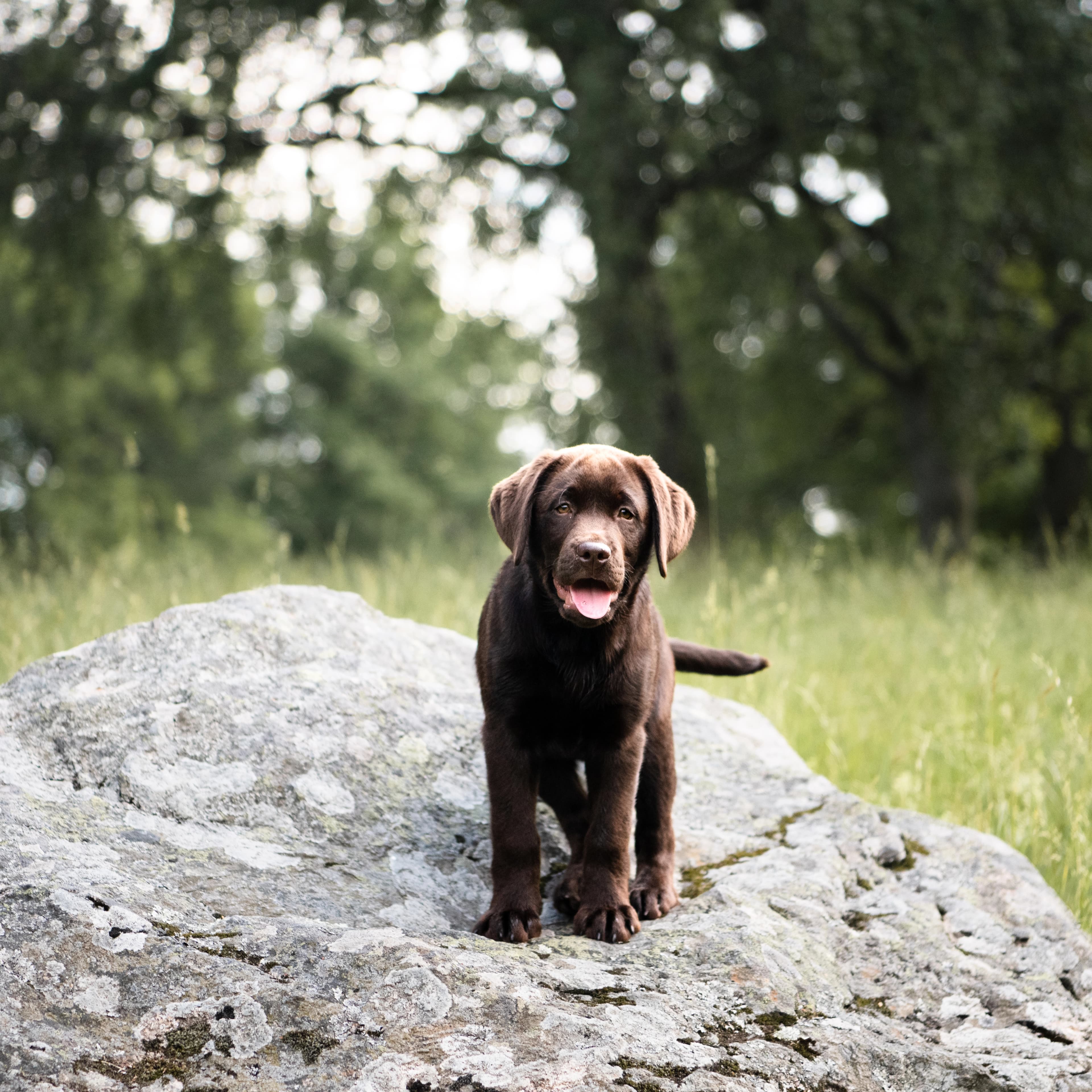 https://a.storyblok.com/f/236174/4796x4796/9bb2c3df10/puppy-insect-based-food.webp