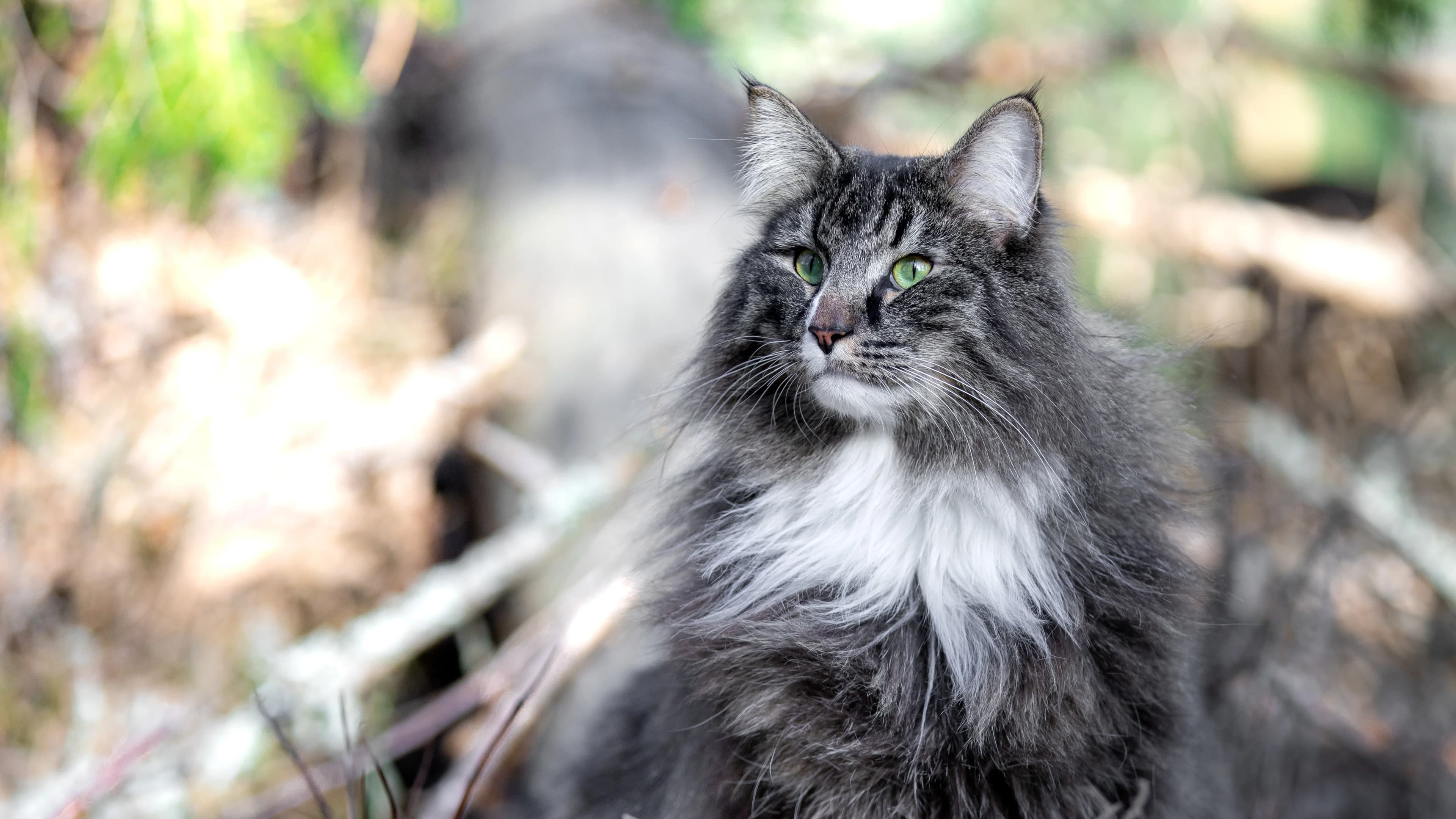 Ambassador - Tigris