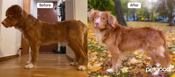 https://a.storyblok.com/f/236174/600x267/6b52ee4632/ambassador-simba-before-and-after.webp