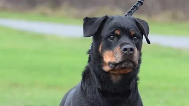 https://a.storyblok.com/f/236174/625x352/bade4f3210/bjorkelunds-rottweiler-3.webp