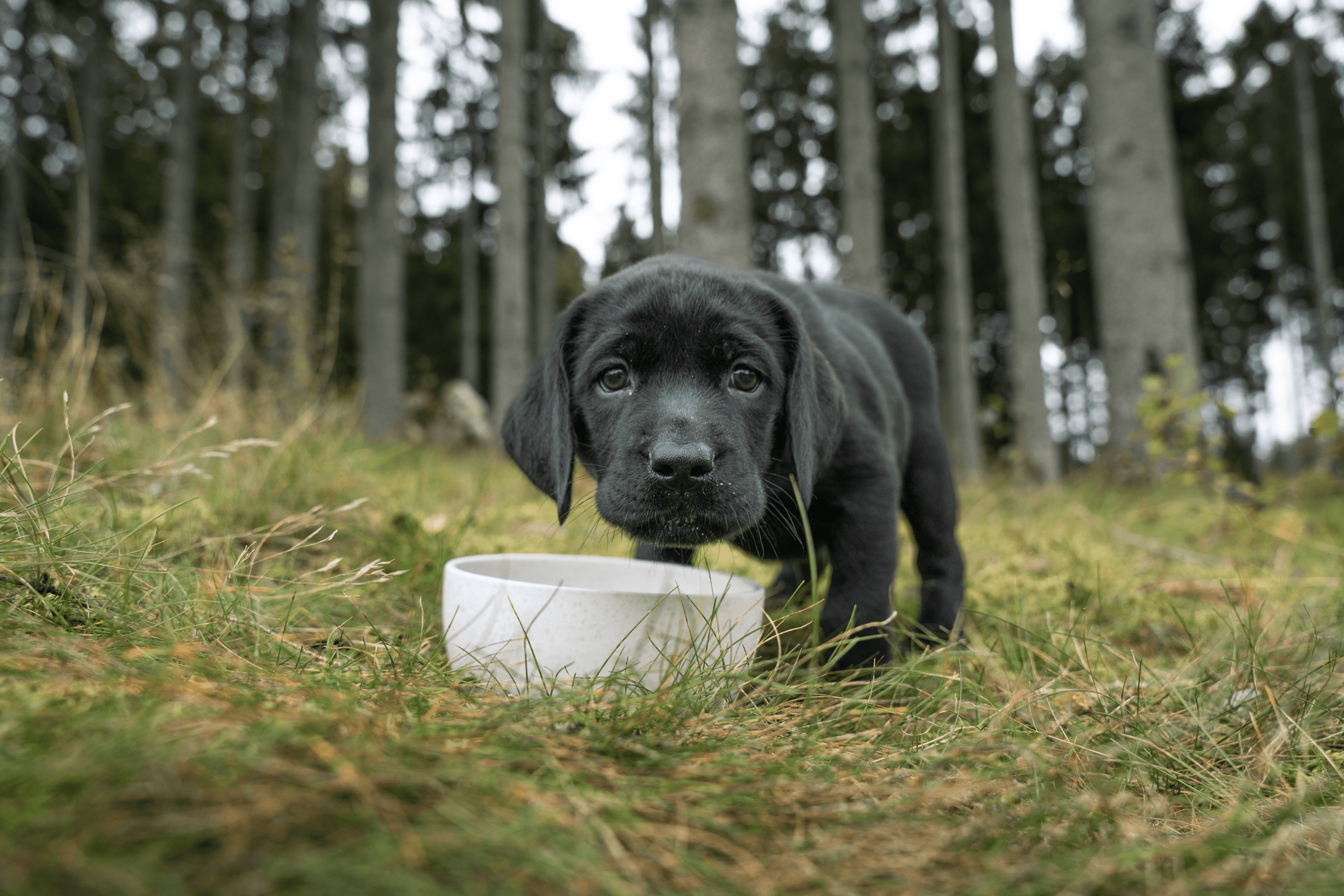 https://a.storyblok.com/f/236174/7952x5304/bb825532e7/kustmarken-puppy-eating.webp