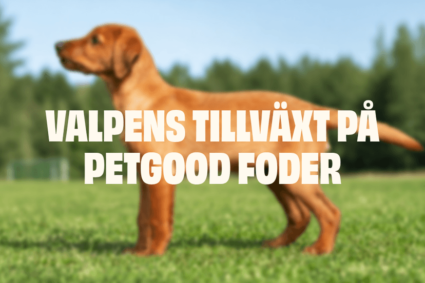 https://a.storyblok.com/f/236174/900x600/dd0c4e5ce1/valpens-tillvaxt-mobile.png