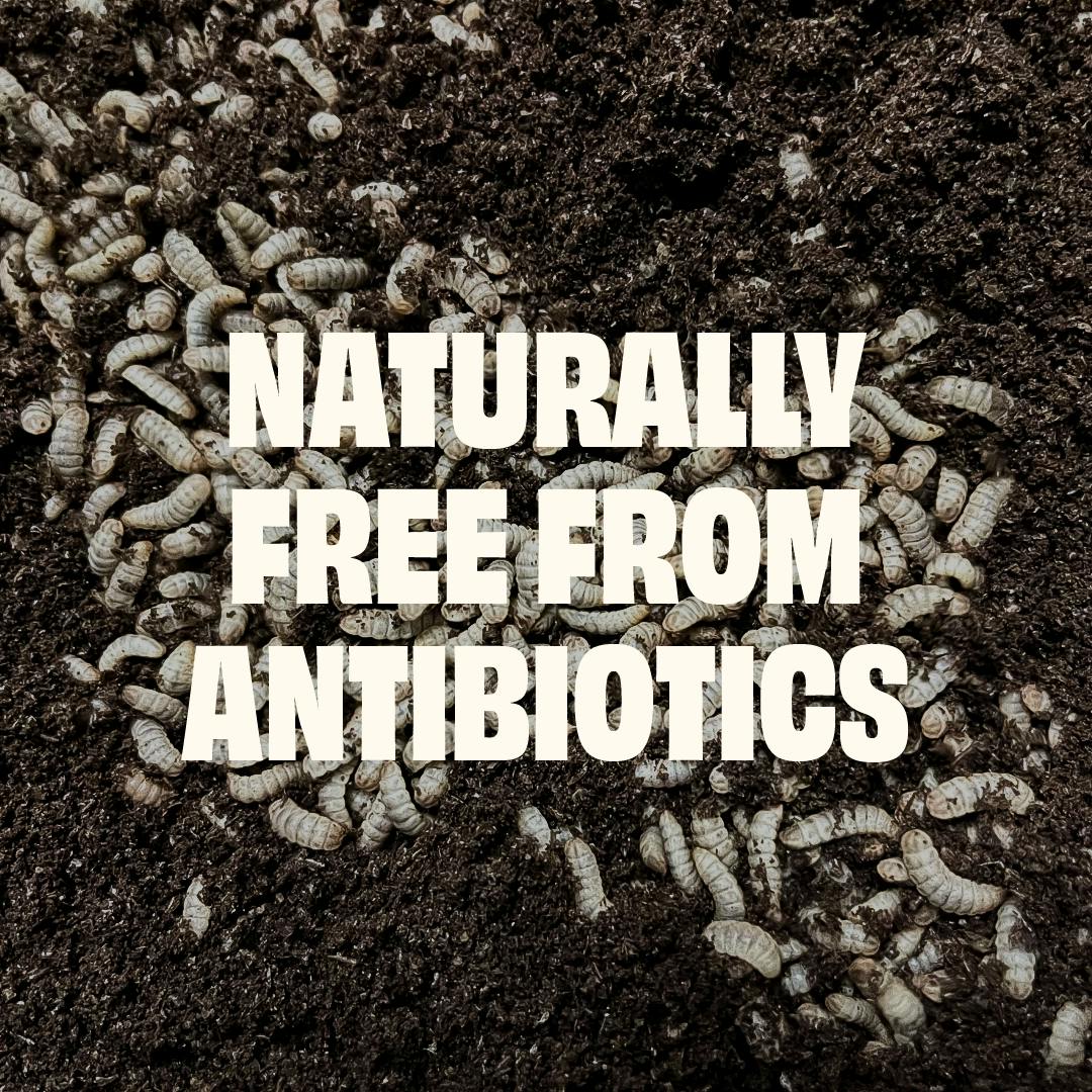 https://a.storyblok.com/f/236174/1080x1080/99e16c867f/naturally-free-from-antibiotics.webp