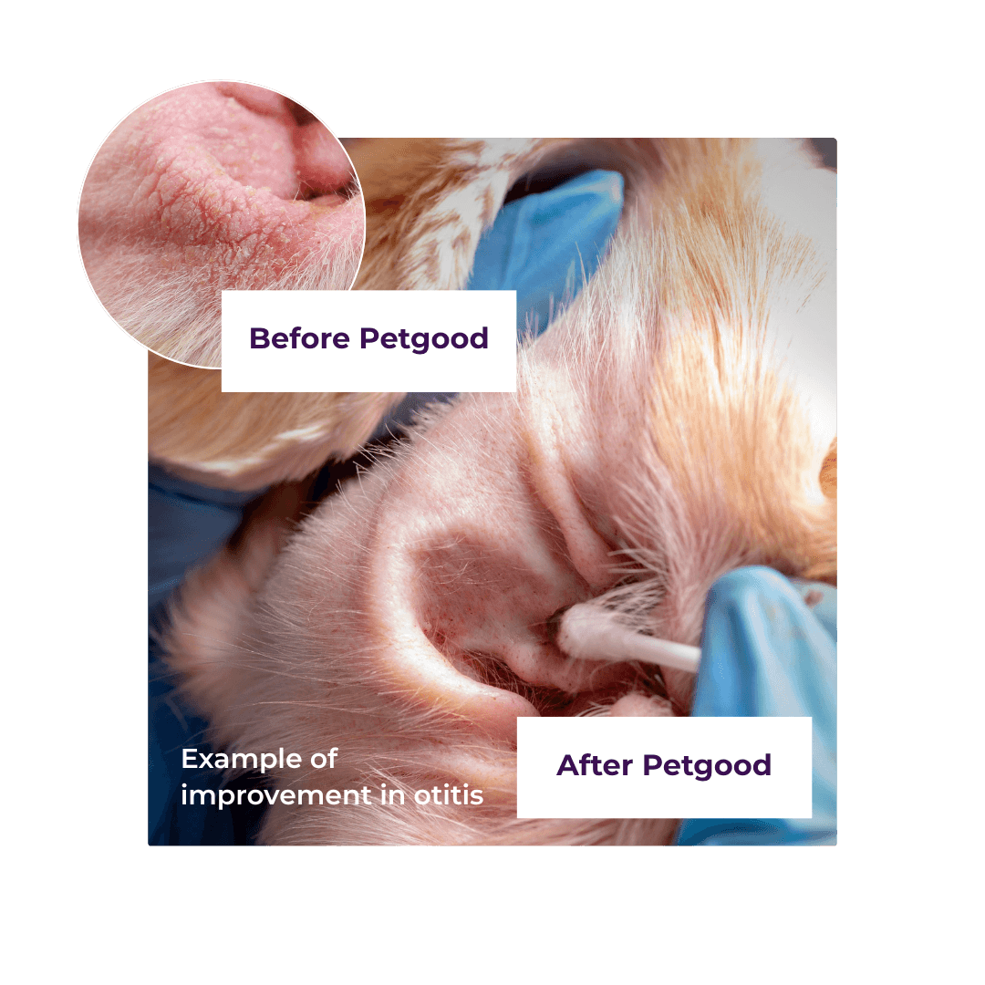 https://a.storyblok.com/f/236174/1080x1080/b0af8a7ffc/before-after-petgood.png