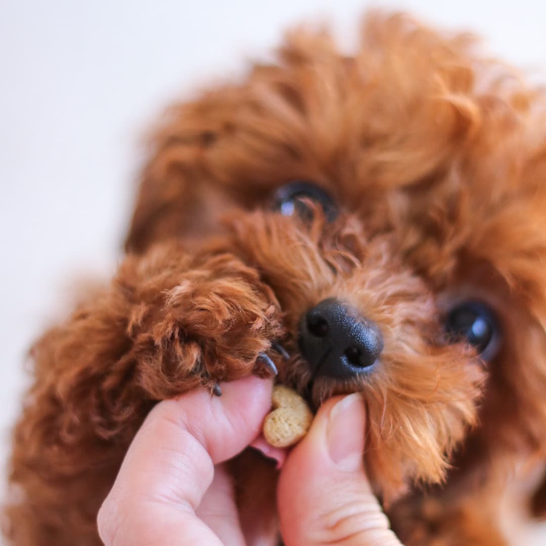 Brumma gets to taste our dog treats with insect protein