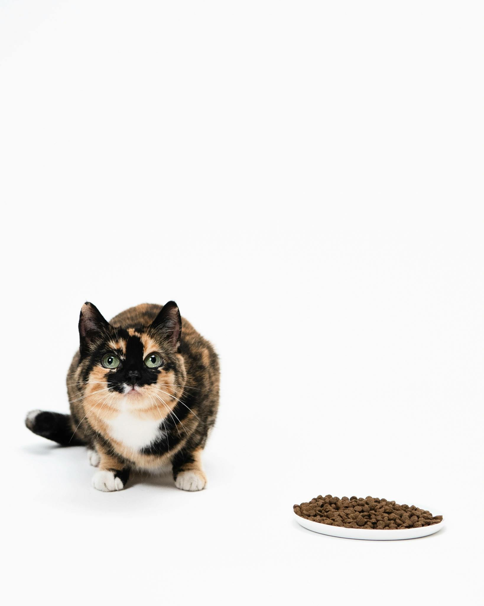 Cat food - insect-based